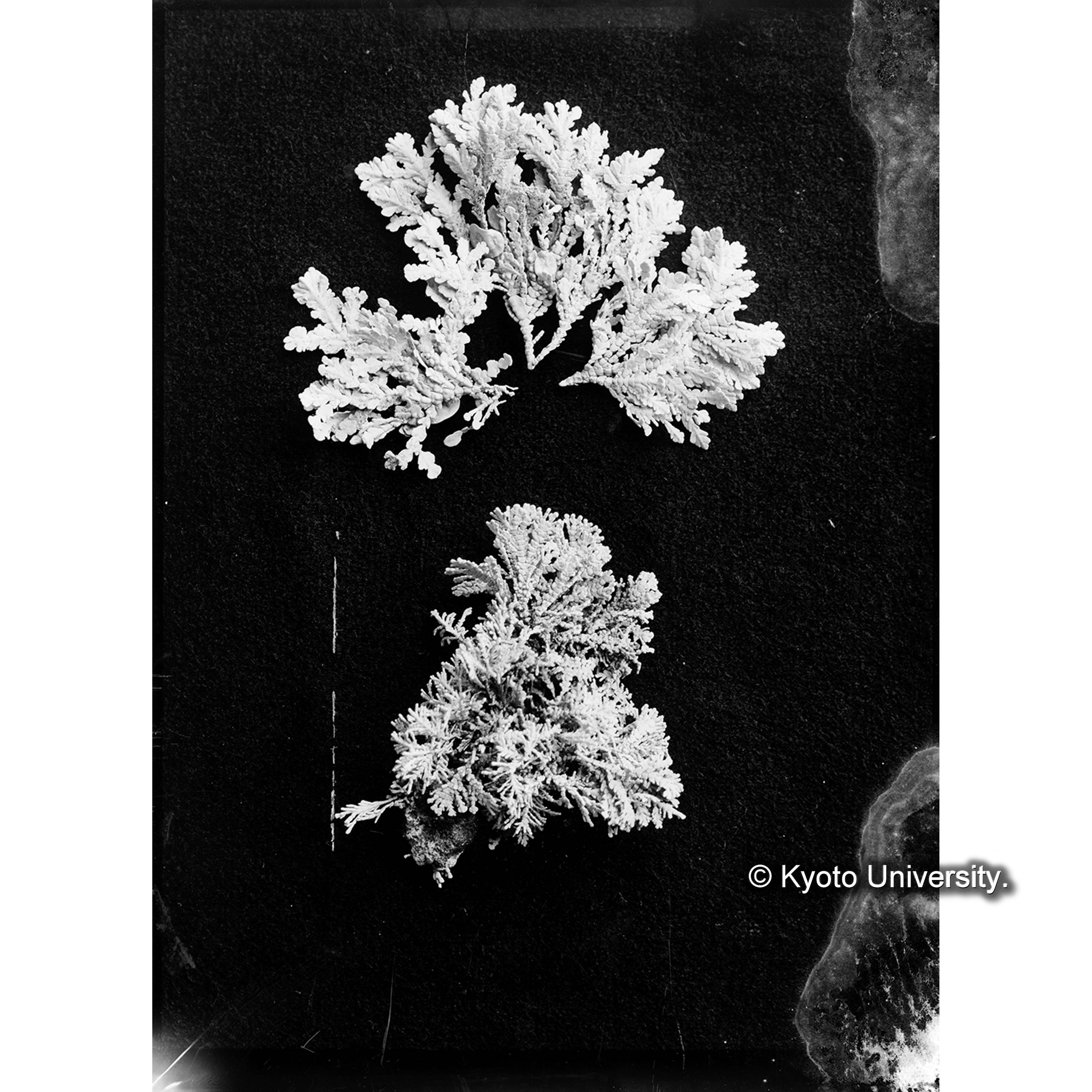 Amphiroa tuberculosa / Port Renfrew (4)