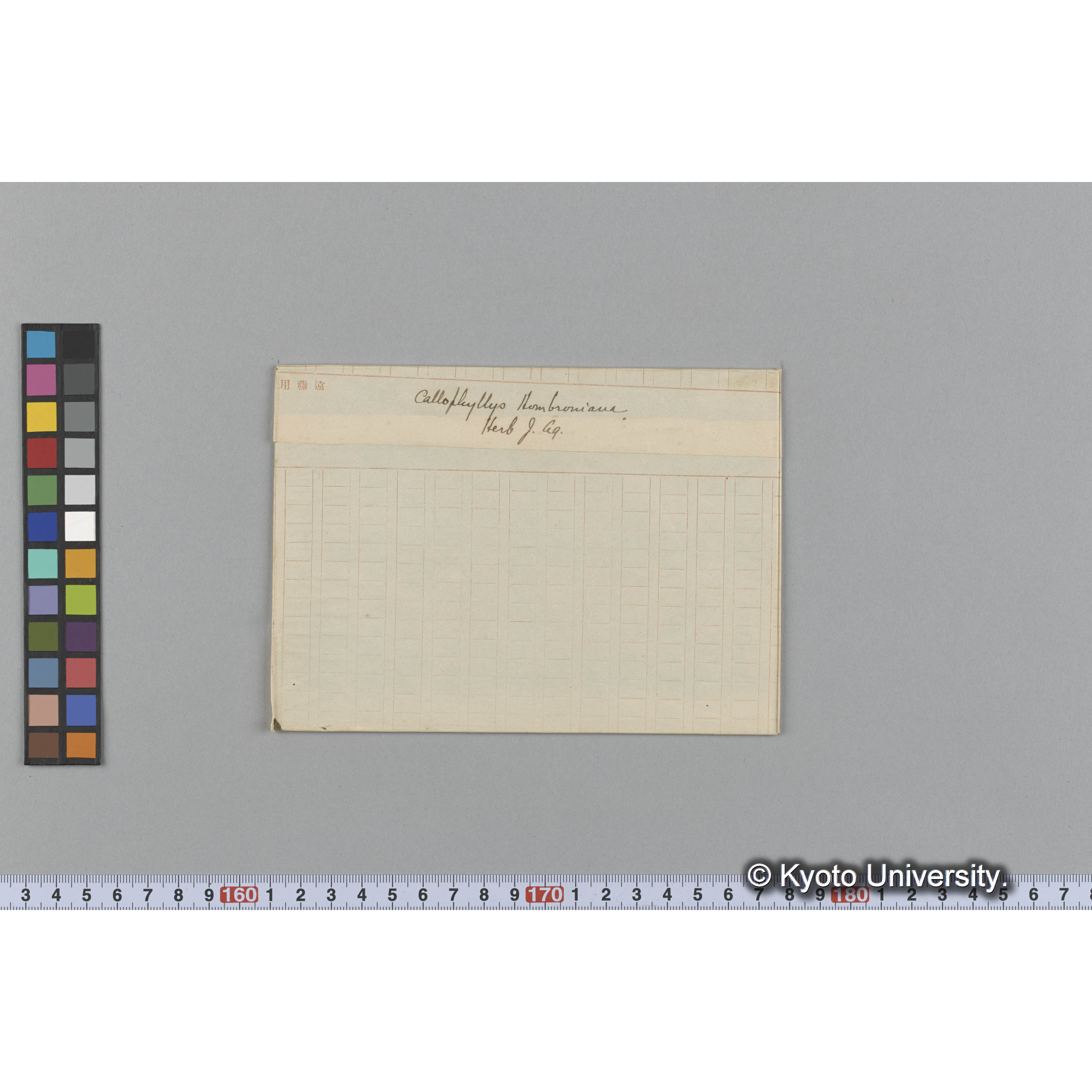 Callophyllis Hombroniana / Herb. J. Ag （写真帳番号 17） (1)