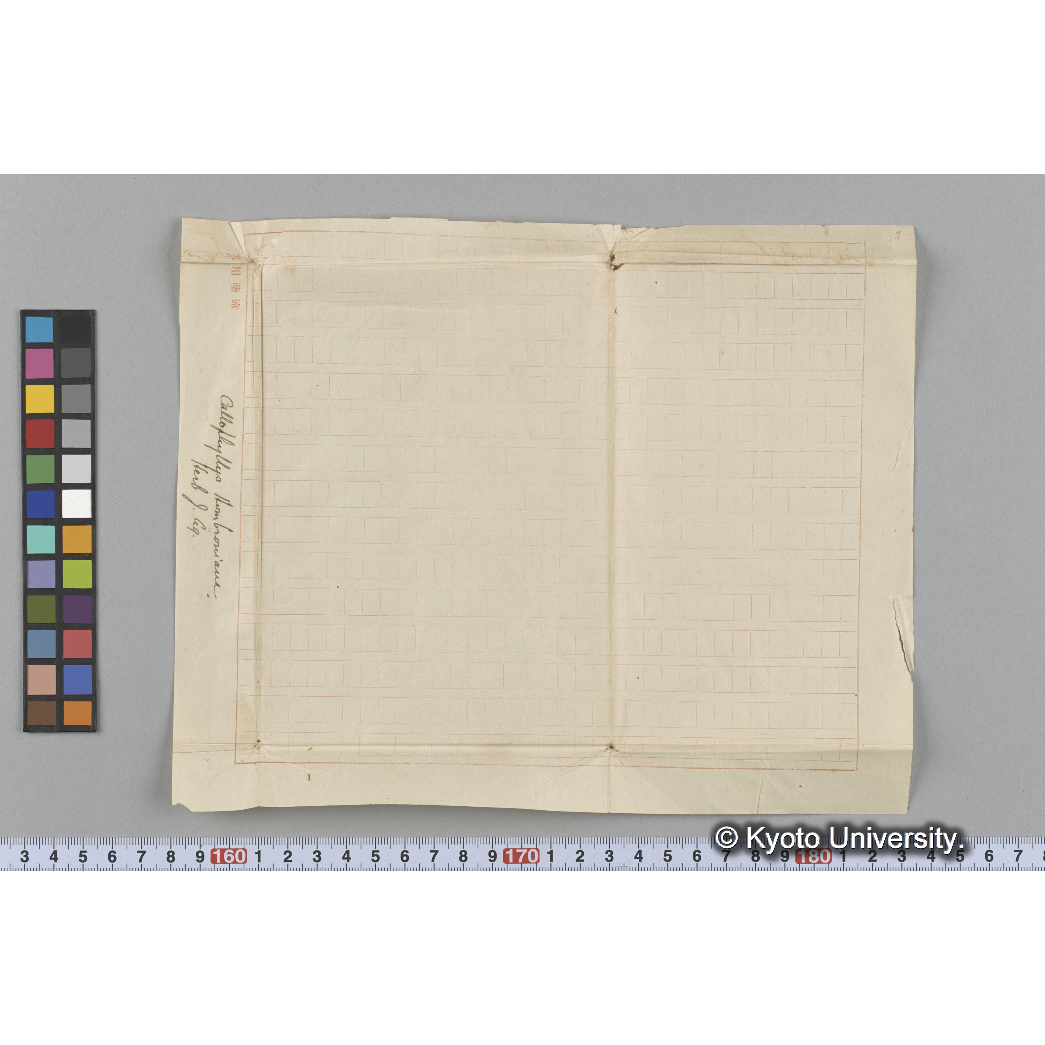 Callophyllis Hombroniana / Herb. J. Ag （写真帳番号 17） (3)