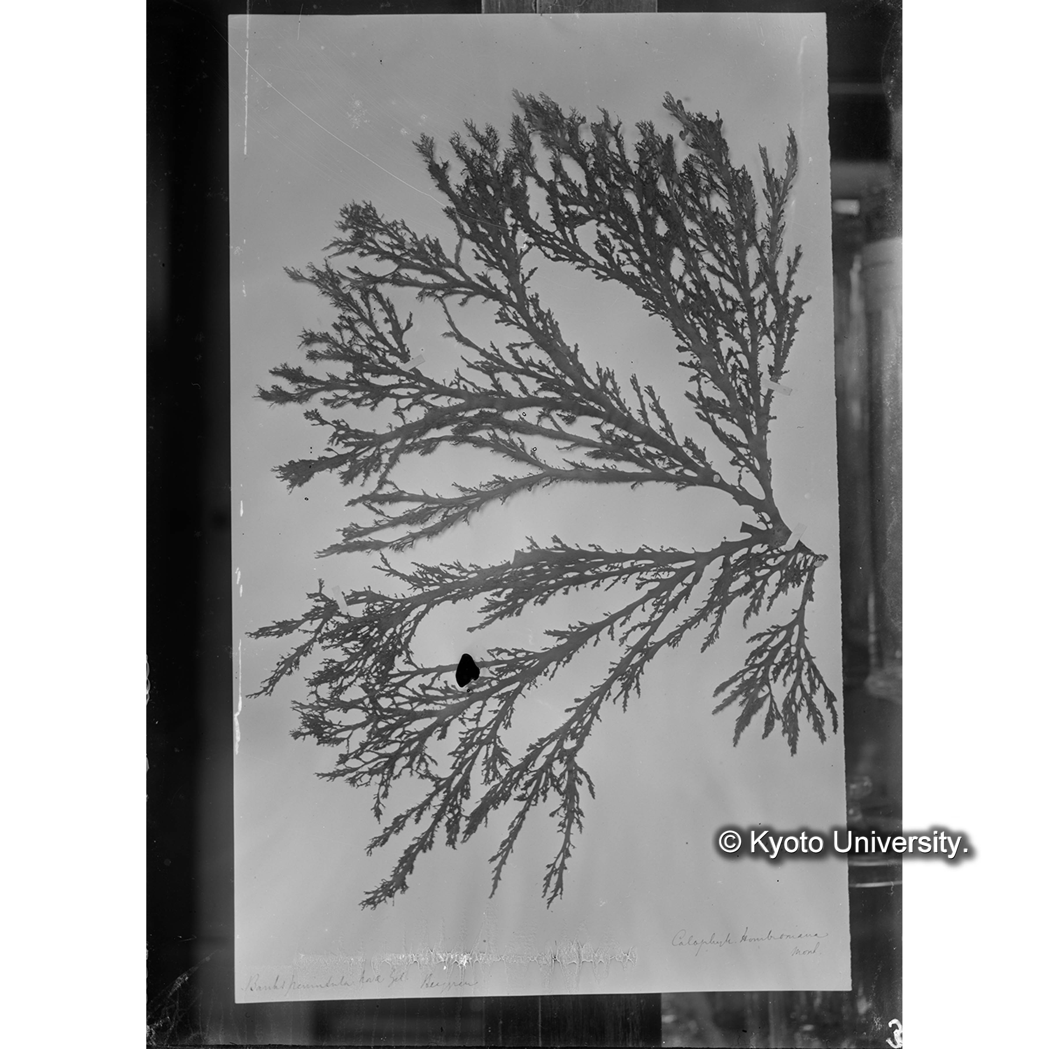 Callophyllis Hombroniana / Herb. J. Ag （写真帳番号 17） (4)