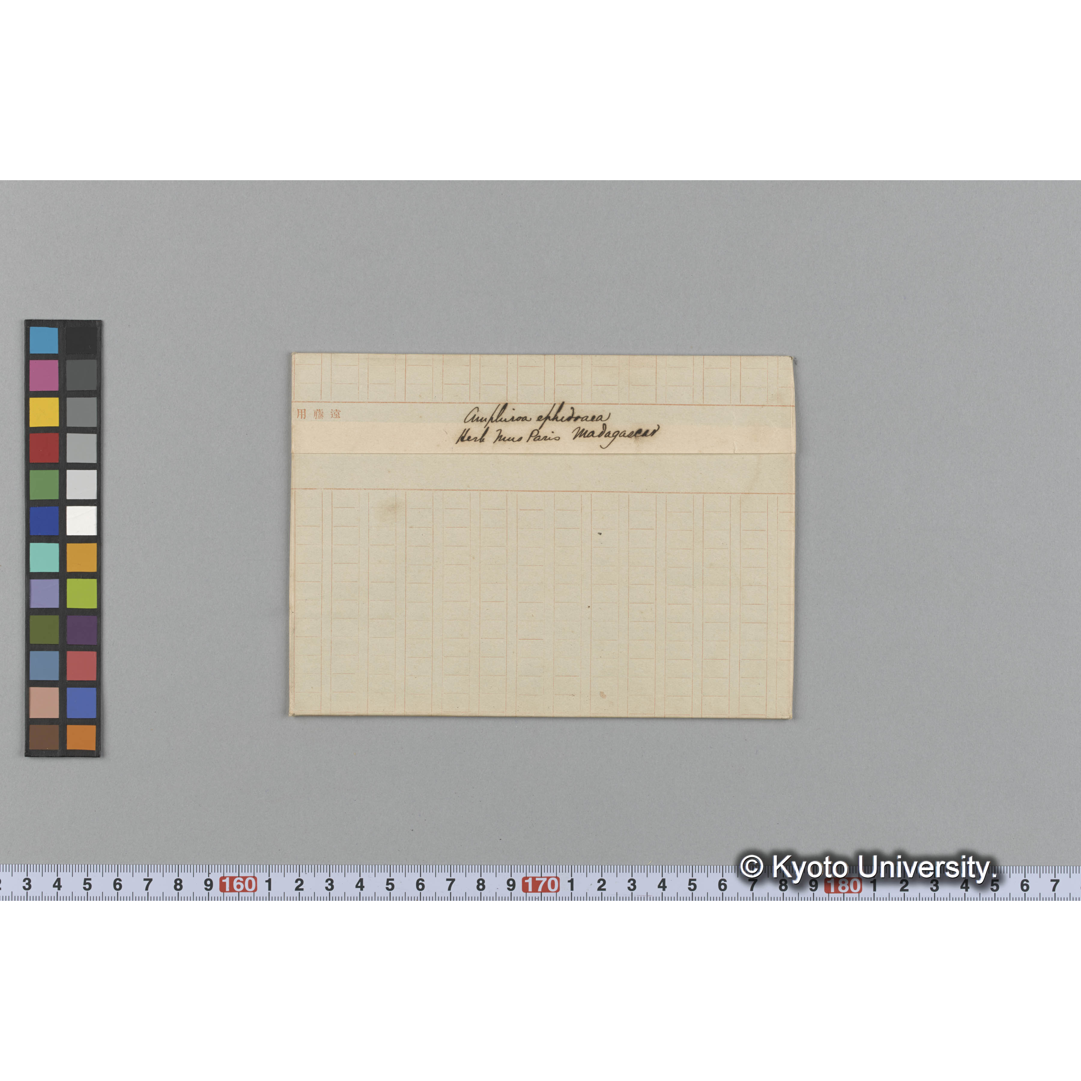 Amphiroa ephedoaea / Herb. Mus Paris / Madagascar （写真帳番号 8） (1)