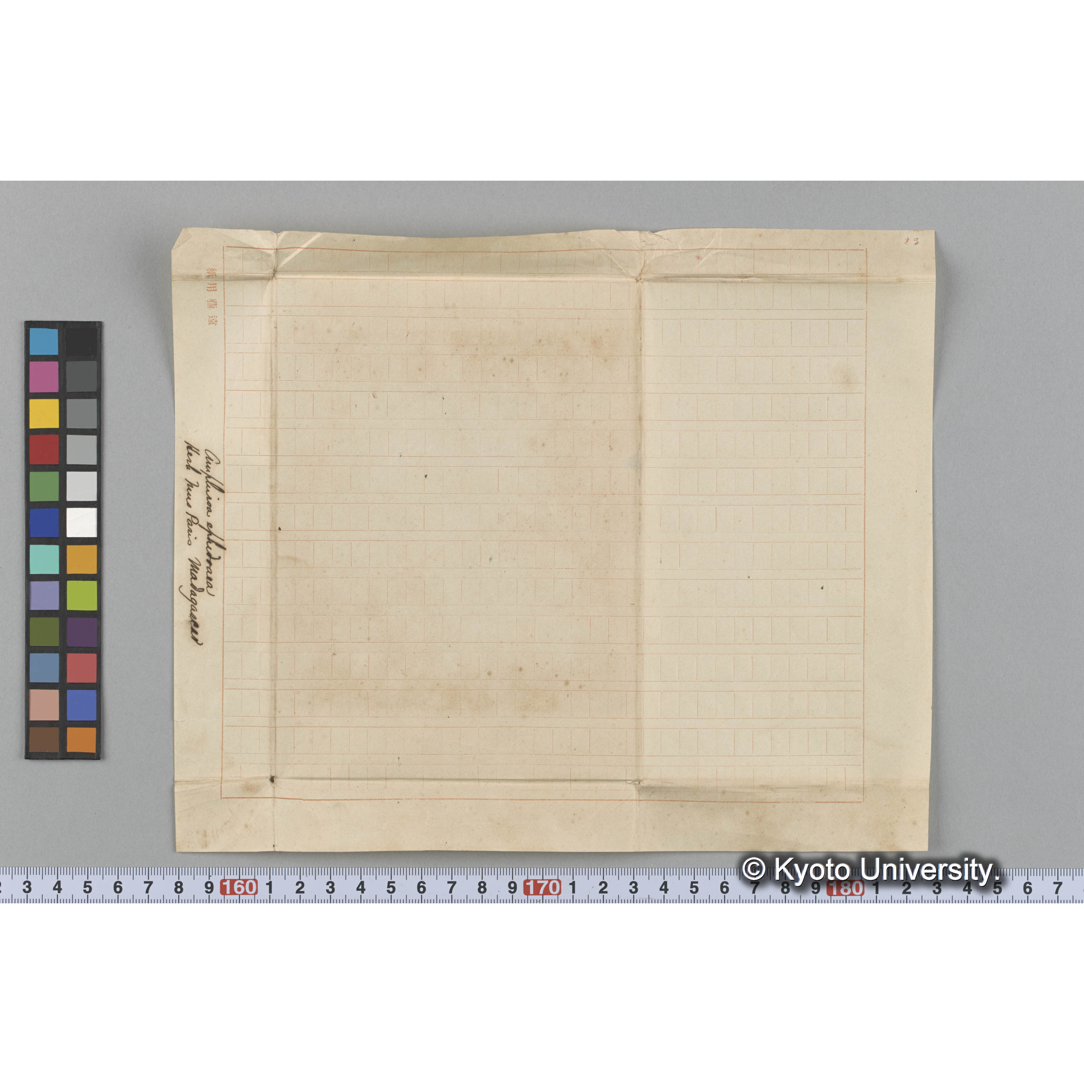 Amphiroa ephedoaea / Herb. Mus Paris / Madagascar （写真帳番号 8） (3)