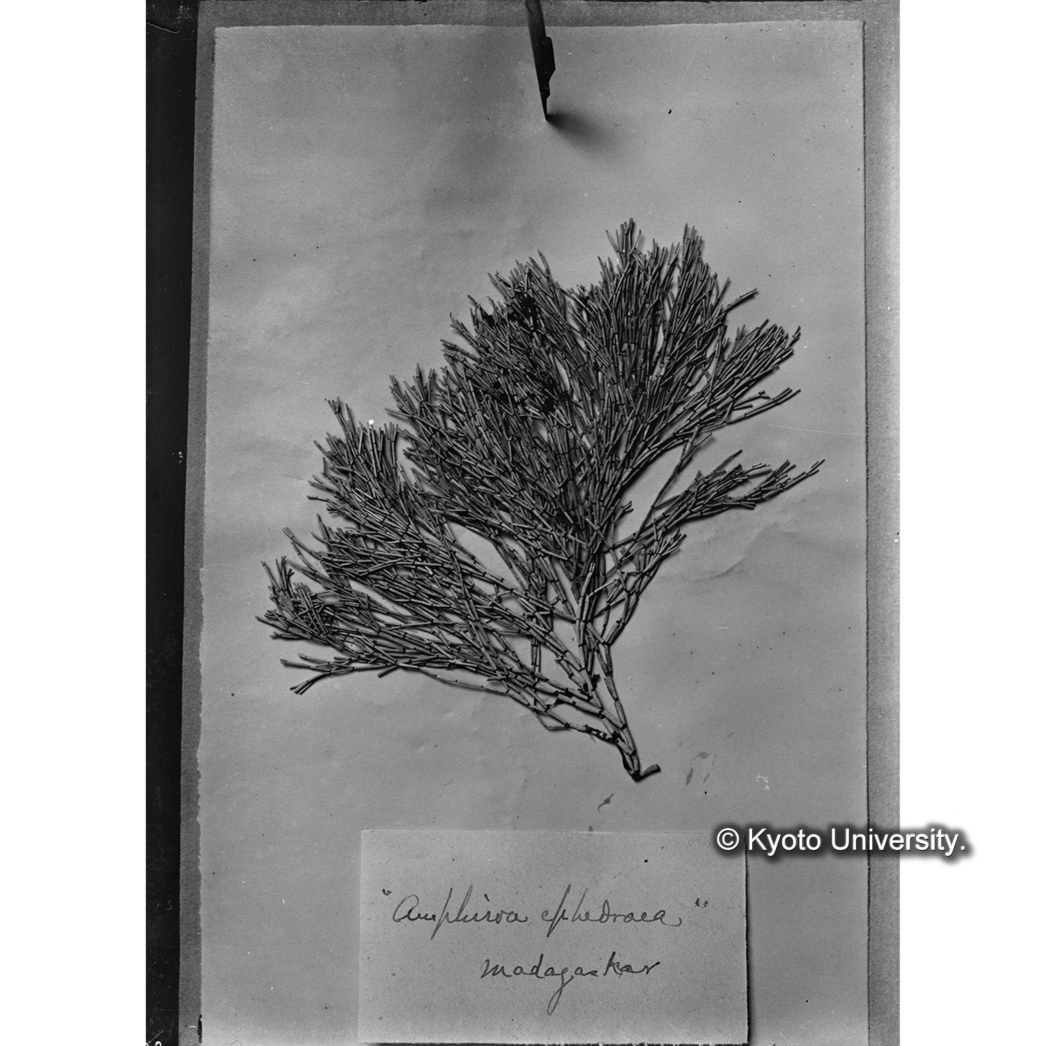 Amphiroa ephedoaea / Herb. Mus Paris / Madagascar （写真帳番号 8） (4)