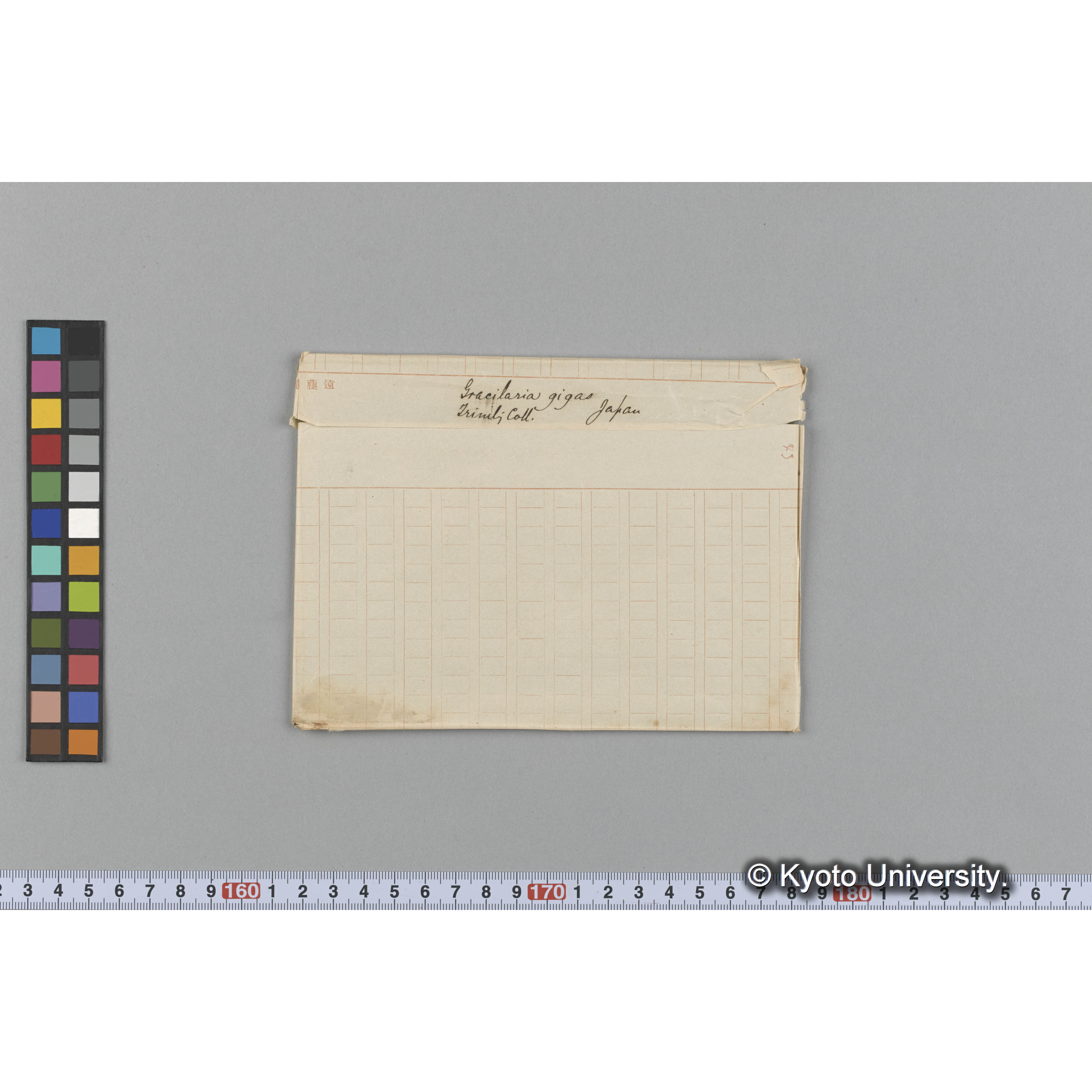 Gracilaria gigas / Trinity Coll. / Japan. （写真帳番号 51） (1)