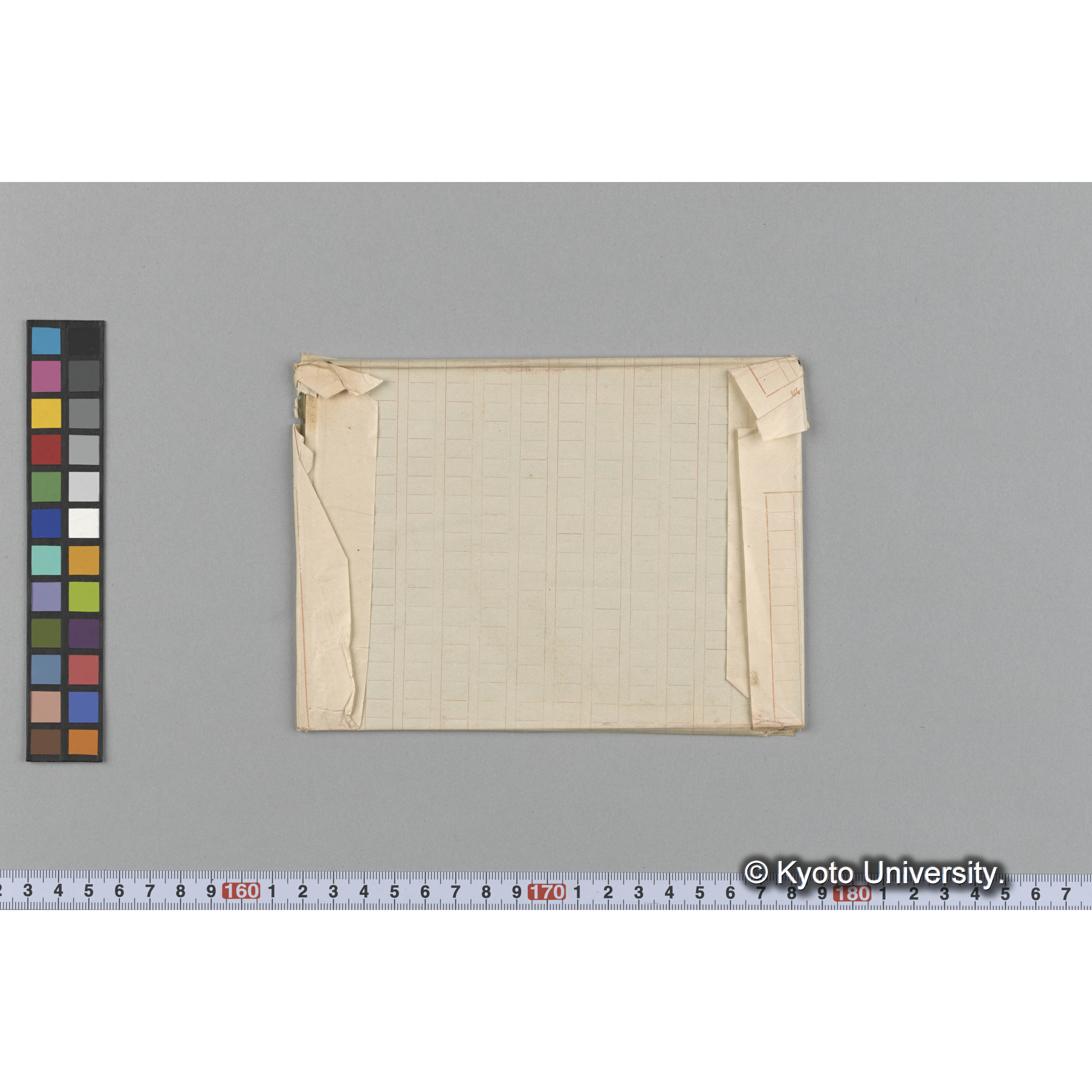 Gracilaria gigas / Trinity Coll. / Japan. （写真帳番号 51） (2)