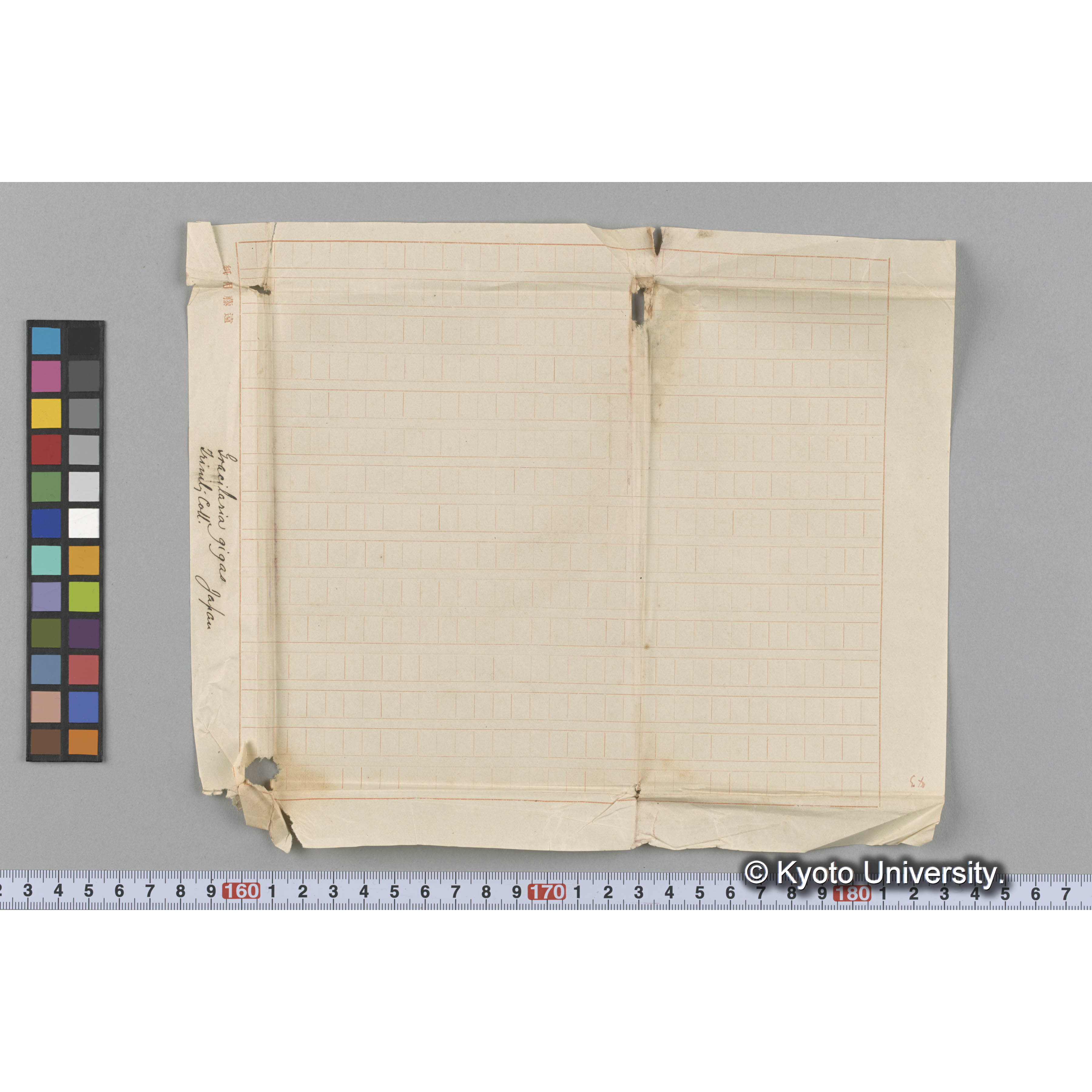 Gracilaria gigas / Trinity Coll. / Japan. （写真帳番号 51） (3)