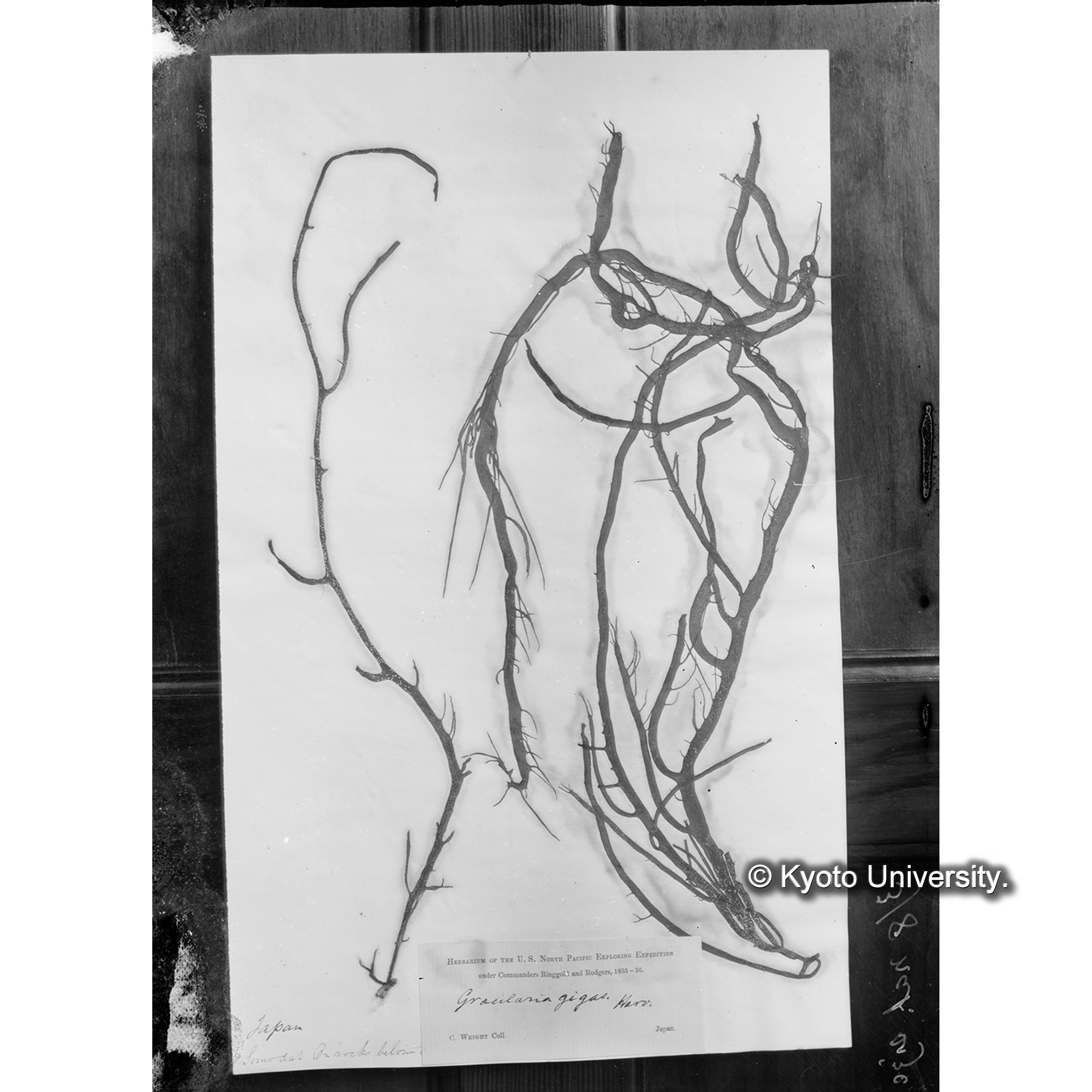 Gracilaria gigas / Trinity Coll. / Japan. （写真帳番号 51） (4)