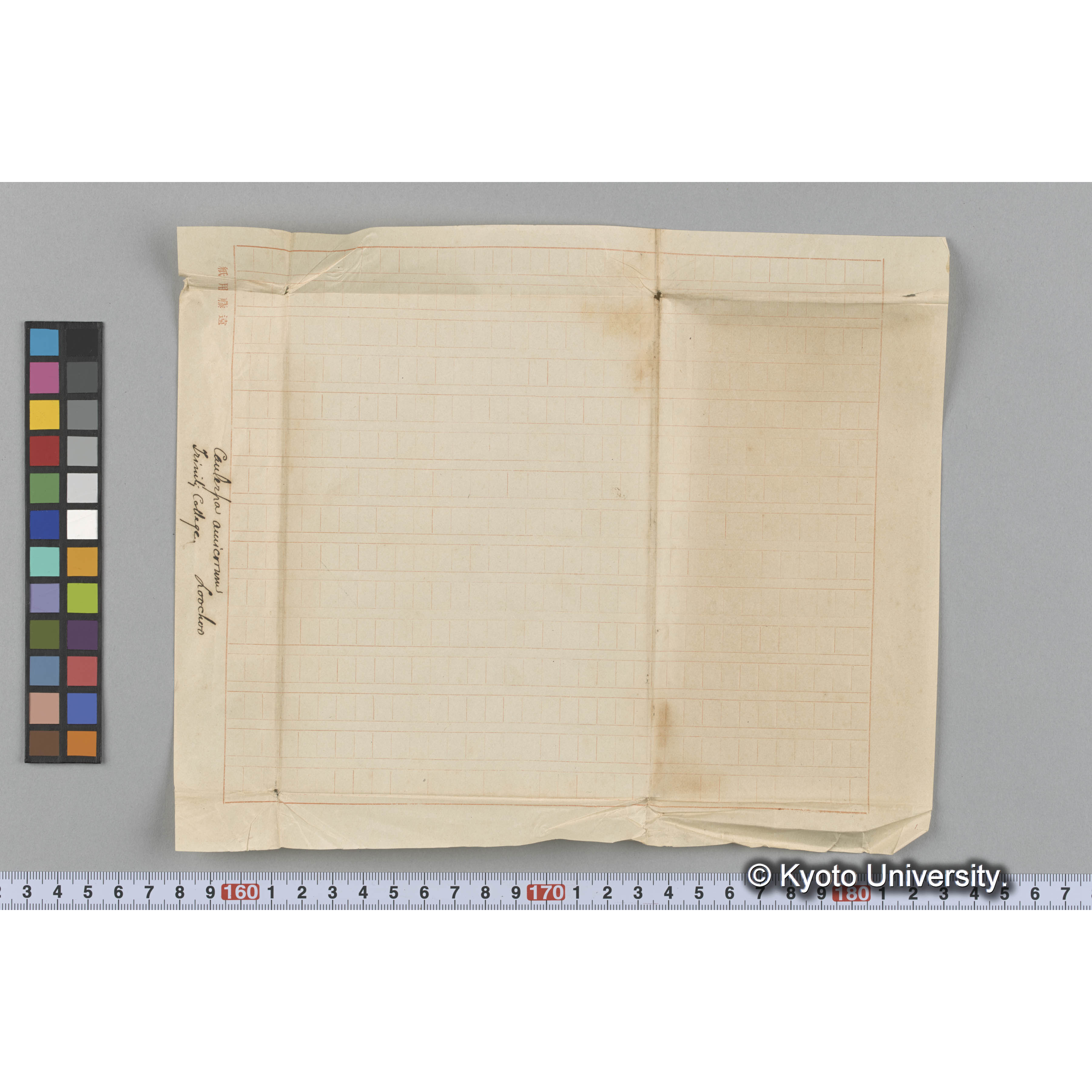 Caulerpa amicorum / Loochoo / Trinity College （写真帳番号 21） (3)