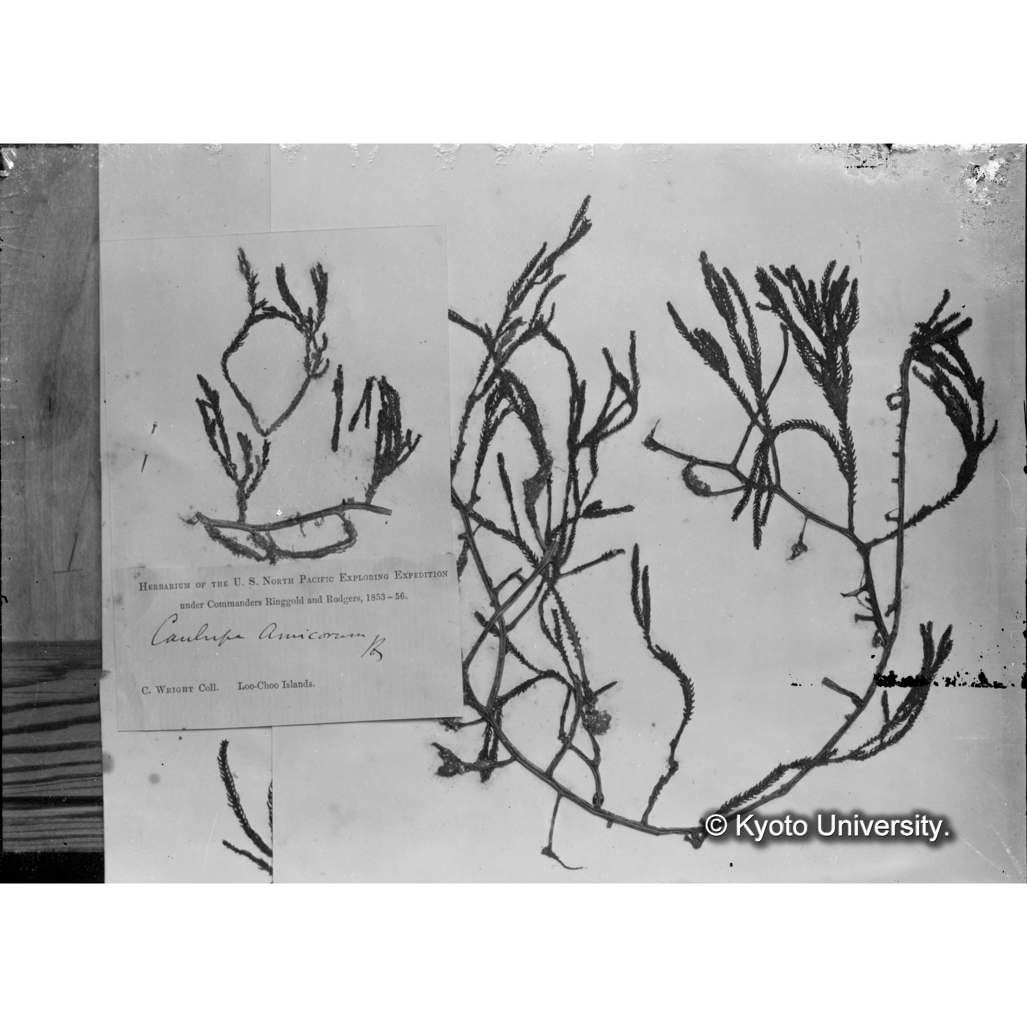 Caulerpa amicorum / Loochoo / Trinity College （写真帳番号 21） (4)