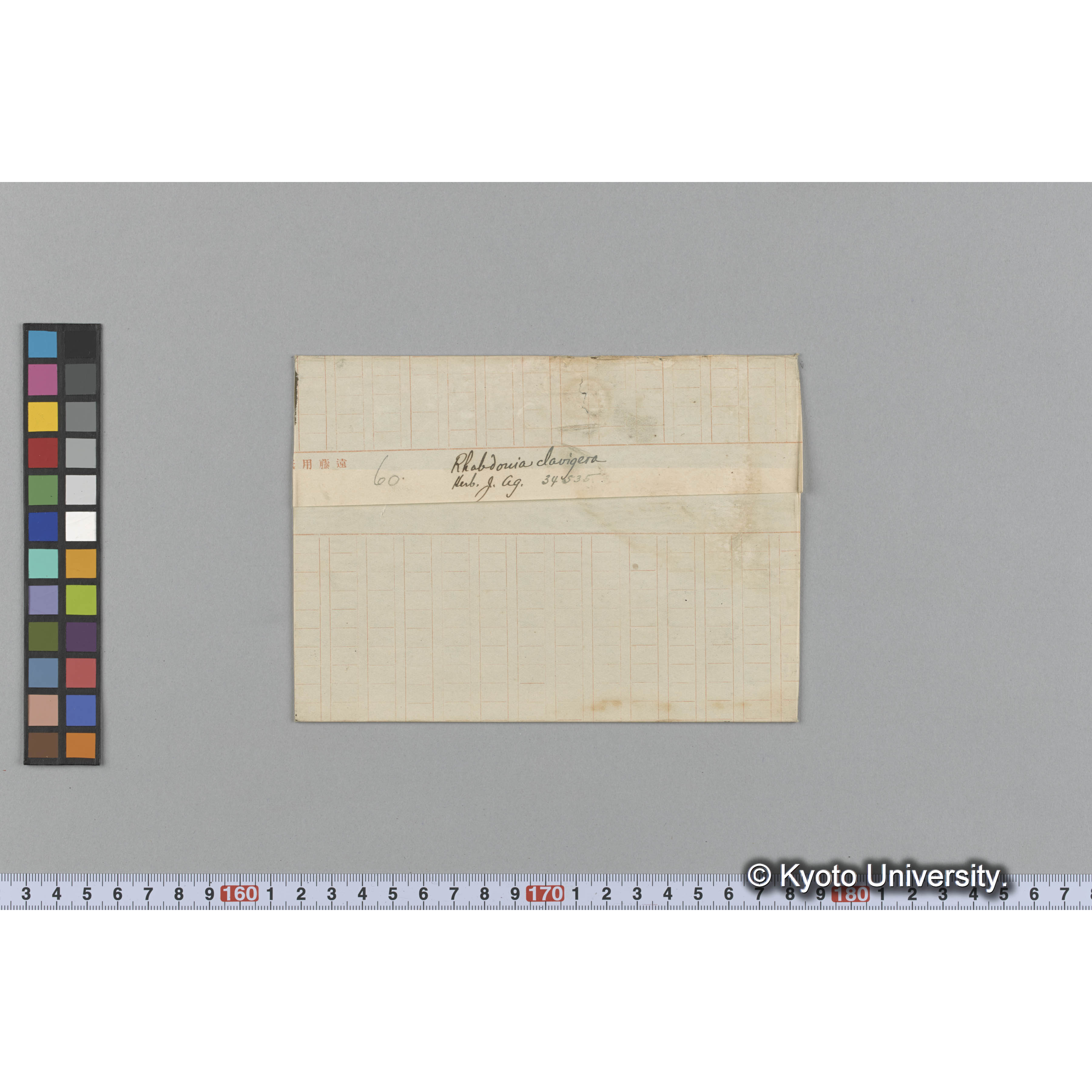 Rhabdonia clavigera / Herb. J Ag. 34535 （写真帳番号 101） (1)