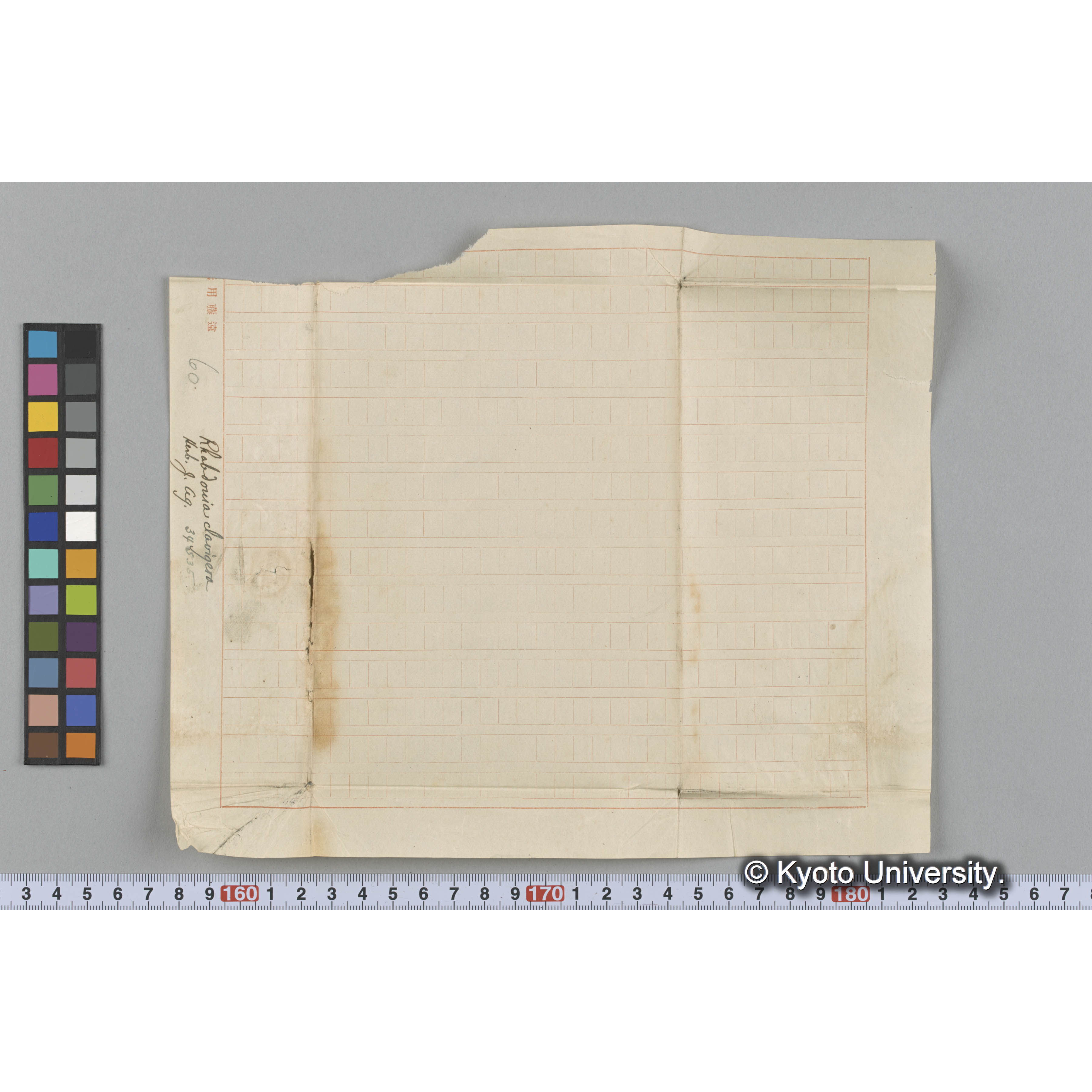 Rhabdonia clavigera / Herb. J Ag. 34535 （写真帳番号 101） (3)