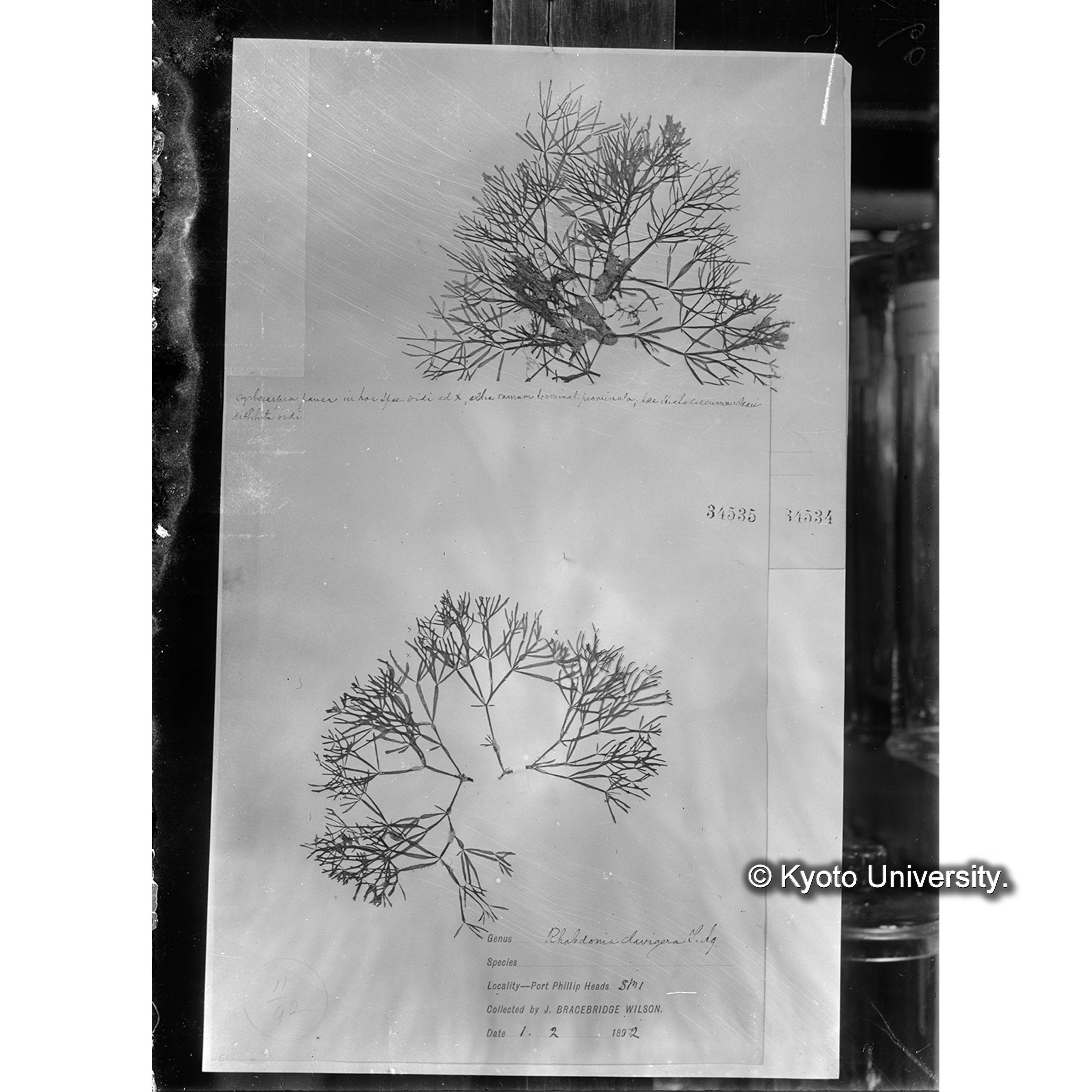 Rhabdonia clavigera / Herb. J Ag. 34535 （写真帳番号 101） (4)