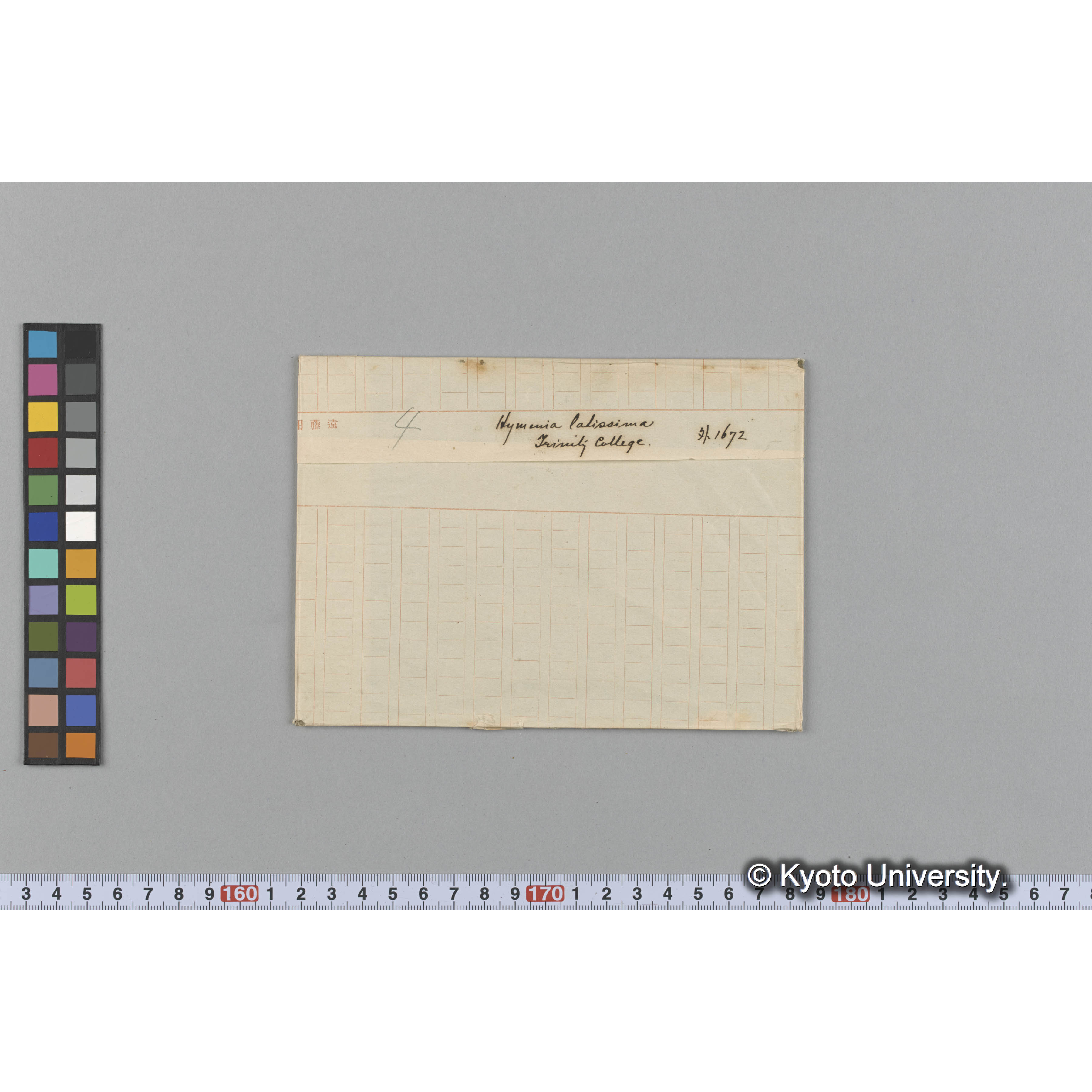 Halymenia latissima / Trinity College / 外　1672 （写真帳番号 71） (1)