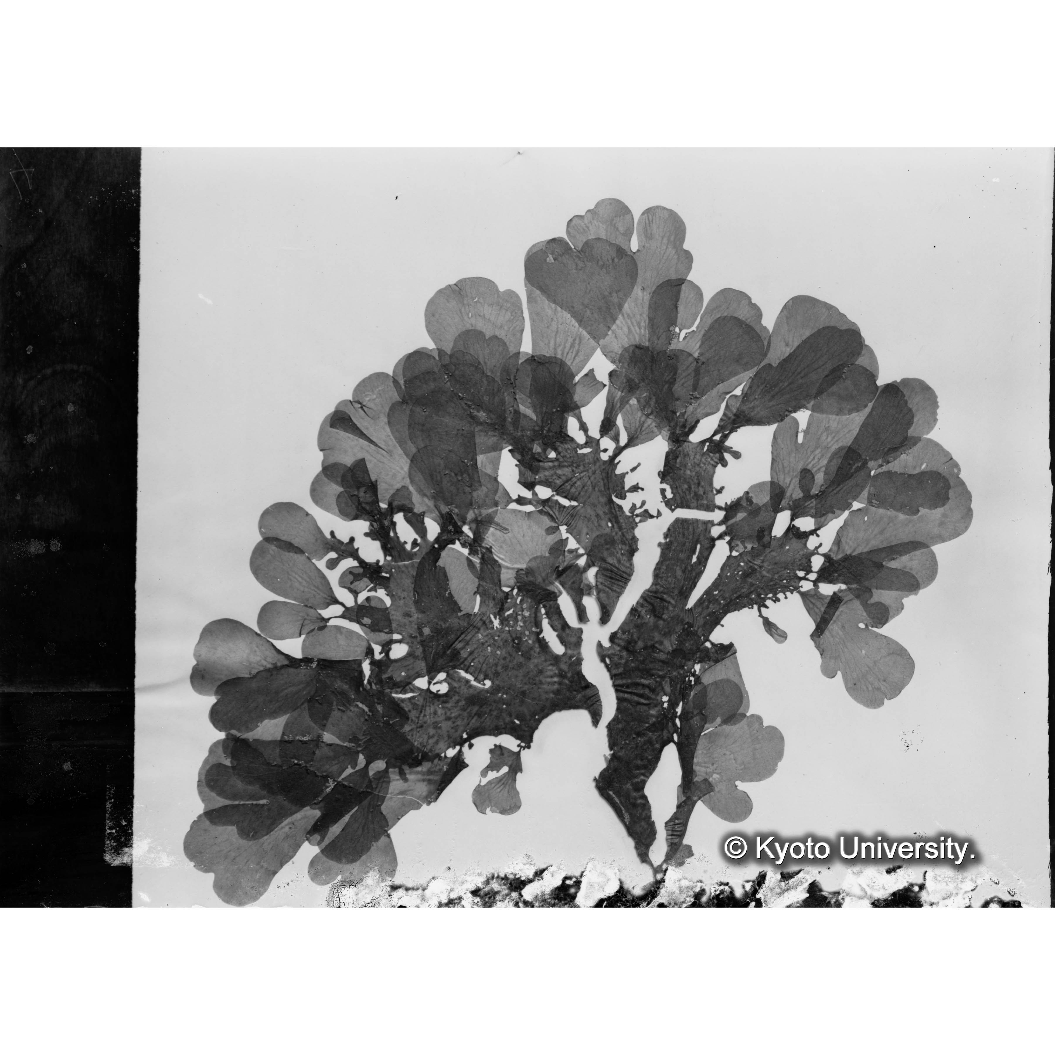 Halymenia latissima / Trinity College / 外　1672 （写真帳番号 71） (4)