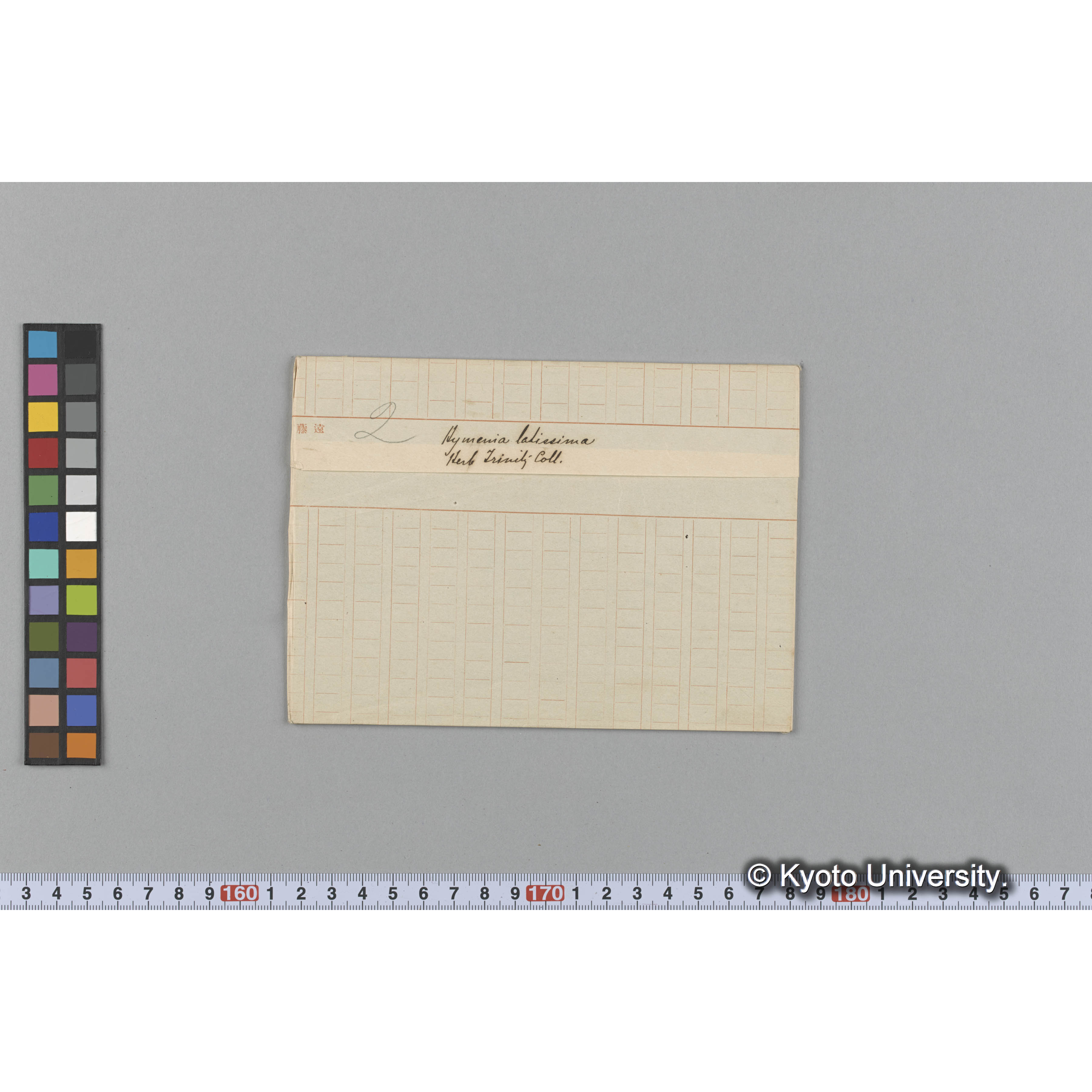 Halymenia latissima / Herv. Trinitiy Coll. （写真帳番号 70） (1)