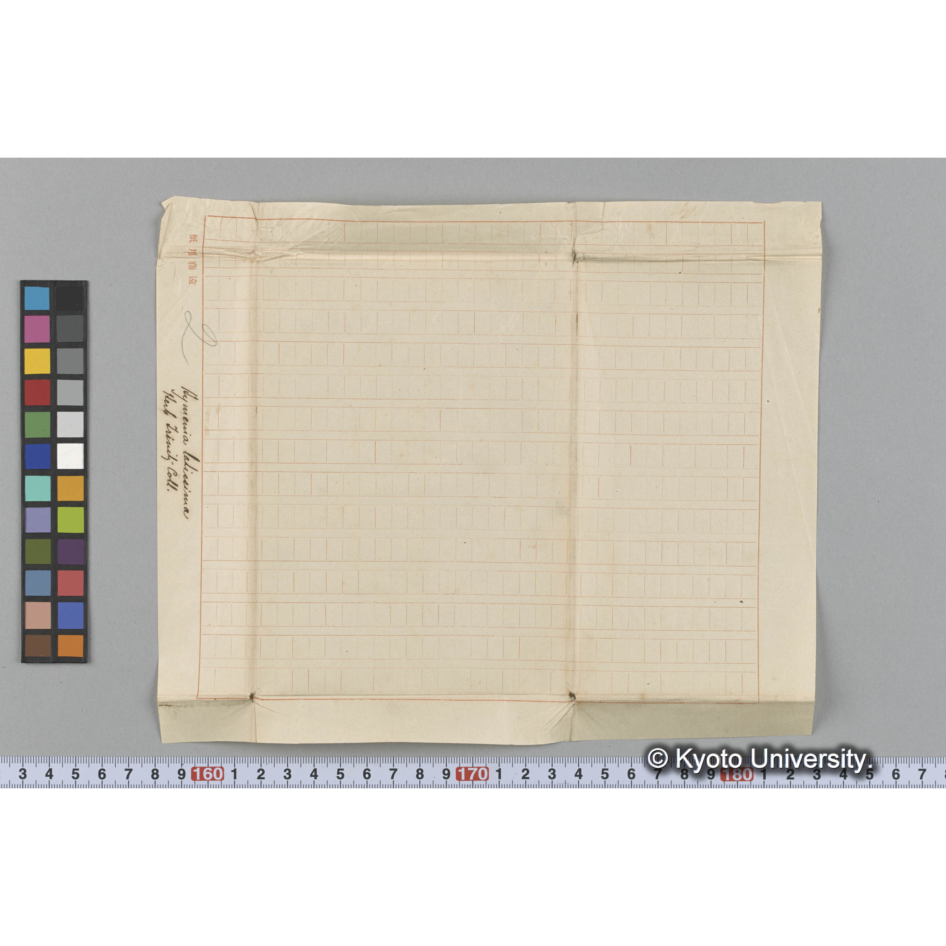 Halymenia latissima / Herv. Trinitiy Coll. （写真帳番号 70） (3)