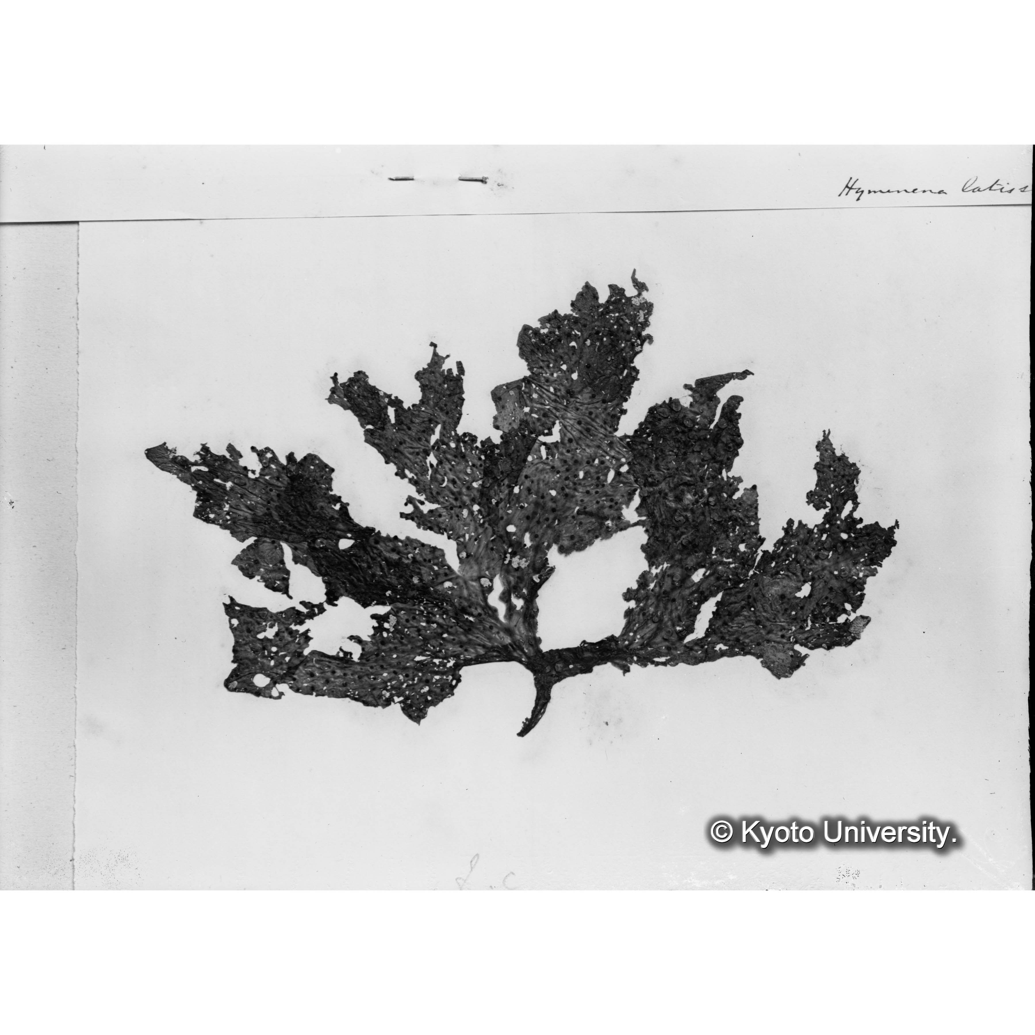 Halymenia latissima / Herv. Trinitiy Coll. （写真帳番号 70） (4)