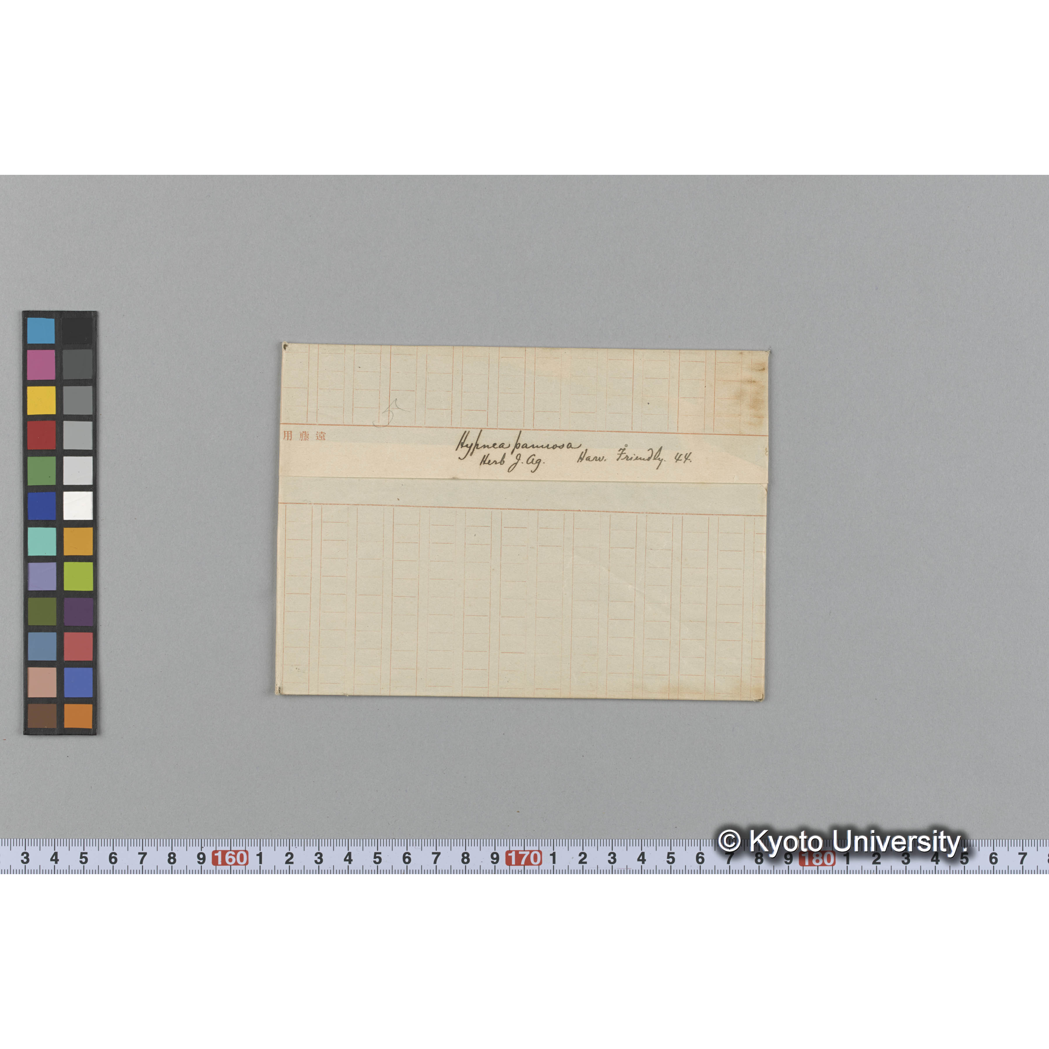 Hypnea pannosa / Herb. J. Ag. / Harv. Friendly 44 （写真帳番号 72） (1)