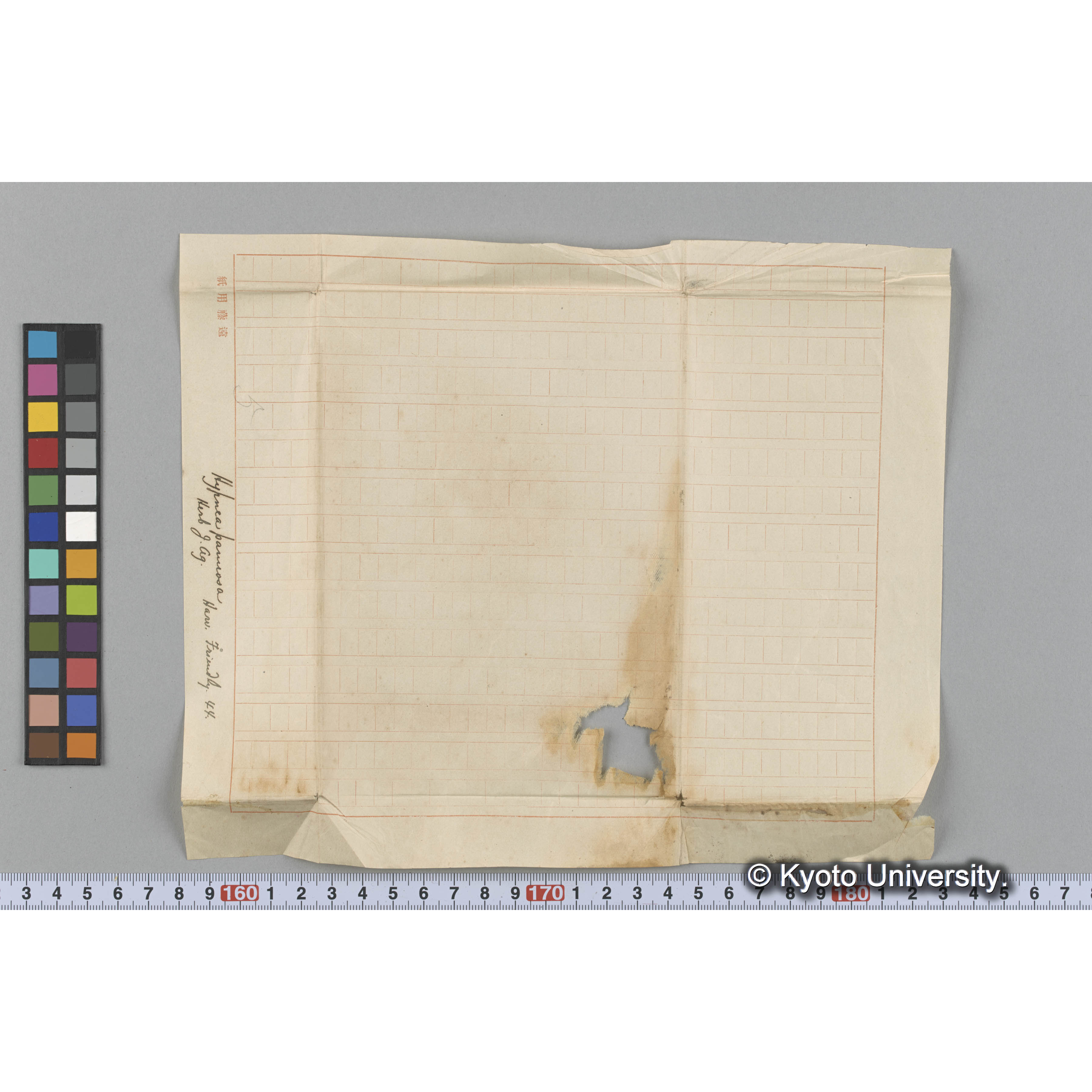 Hypnea pannosa / Herb. J. Ag. / Harv. Friendly 44 （写真帳番号 72） (3)