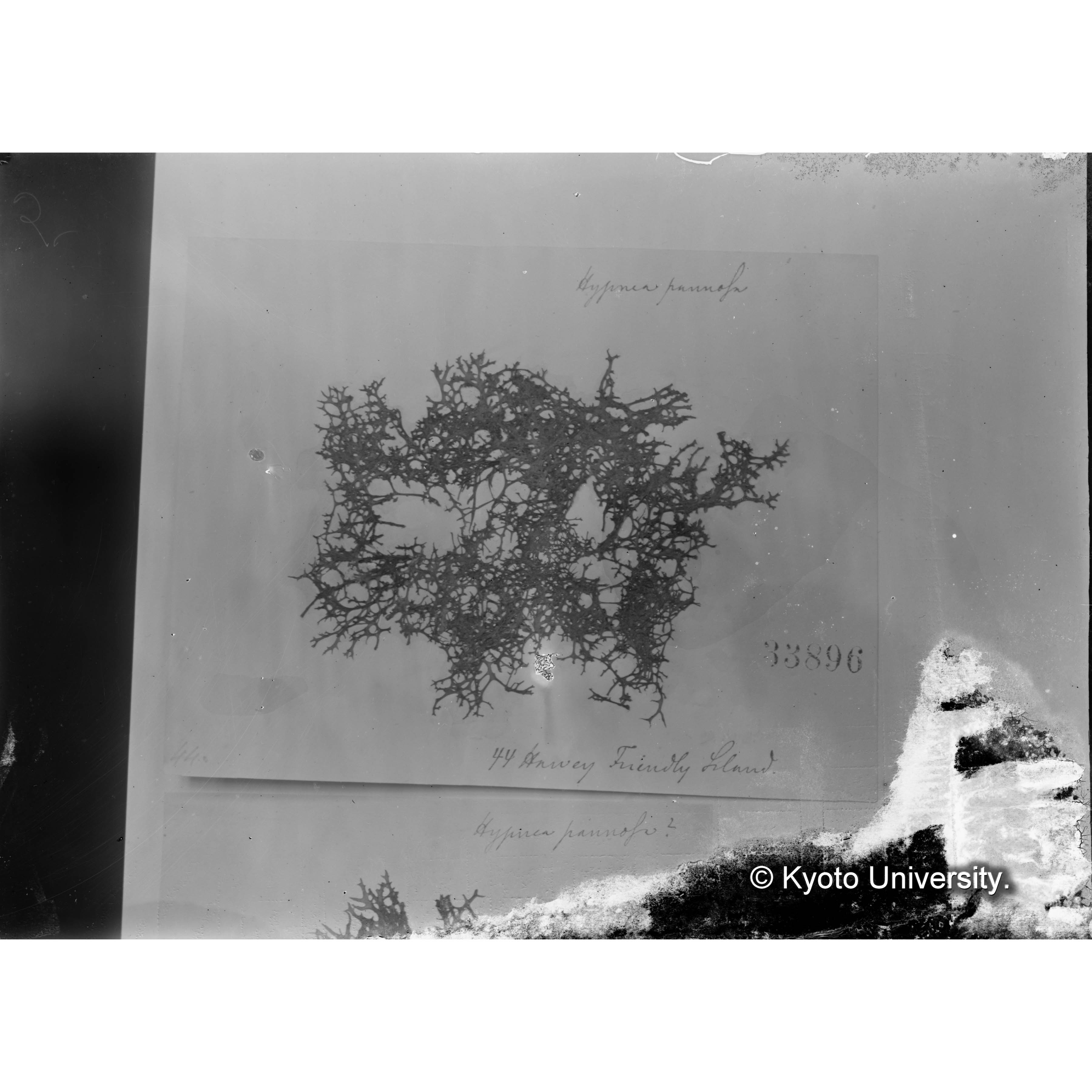 Hypnea pannosa / Herb. J. Ag. / Harv. Friendly 44 （写真帳番号 72） (4)