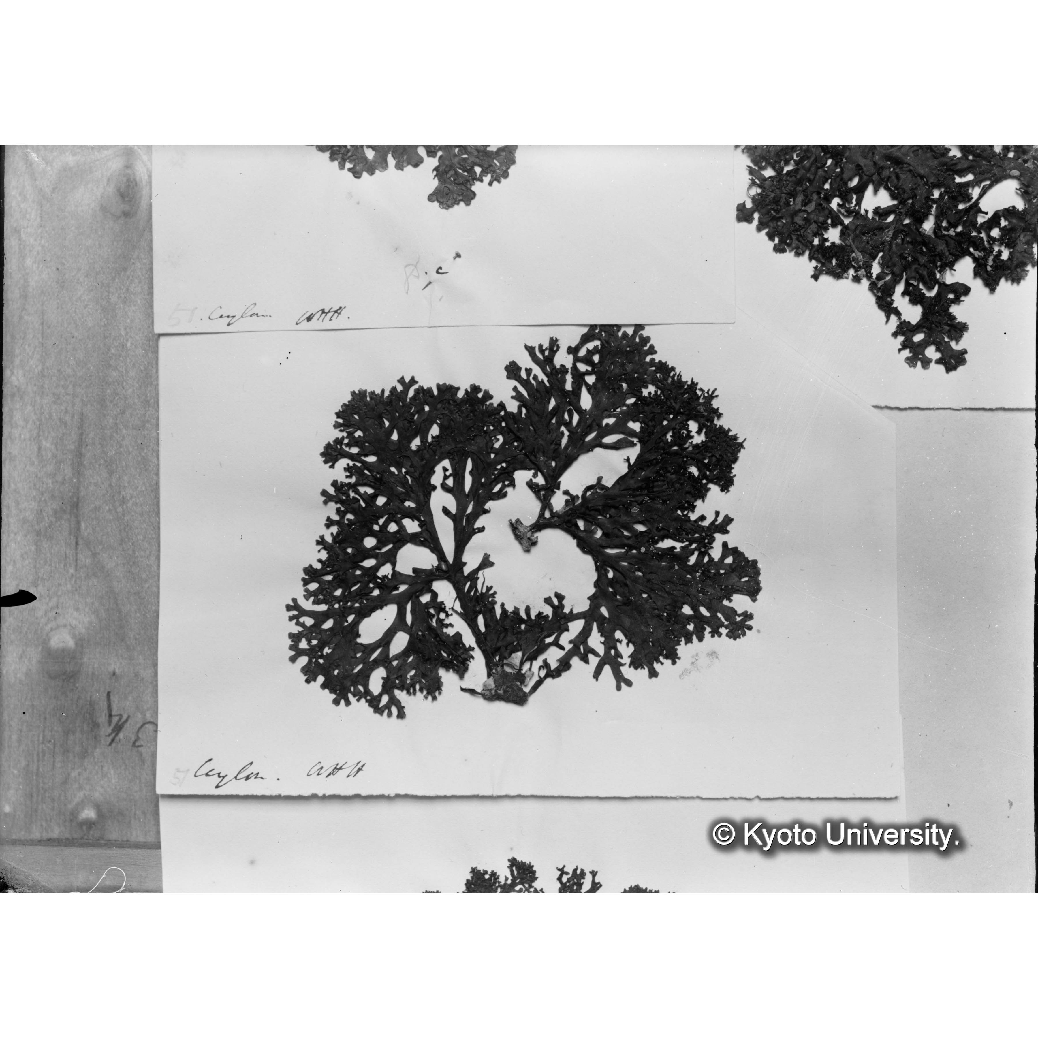 Harv : Ceylon Algae 51 / Herb. Trinity College. （写真帳番号 64） (4)