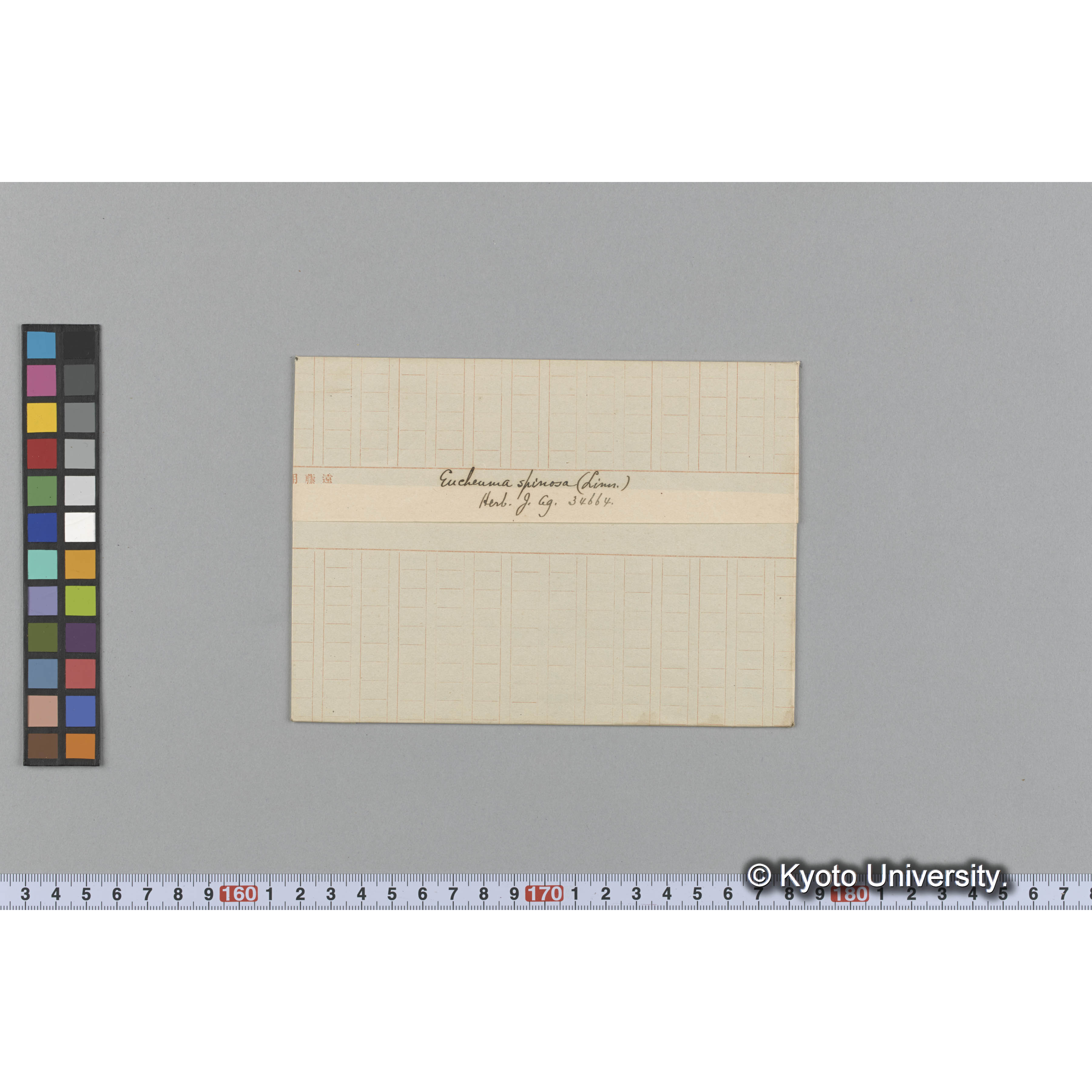 Eucheuma spinosa (Lim) / Herb. J. Ag. 34664 （写真帳番号 44） (1)