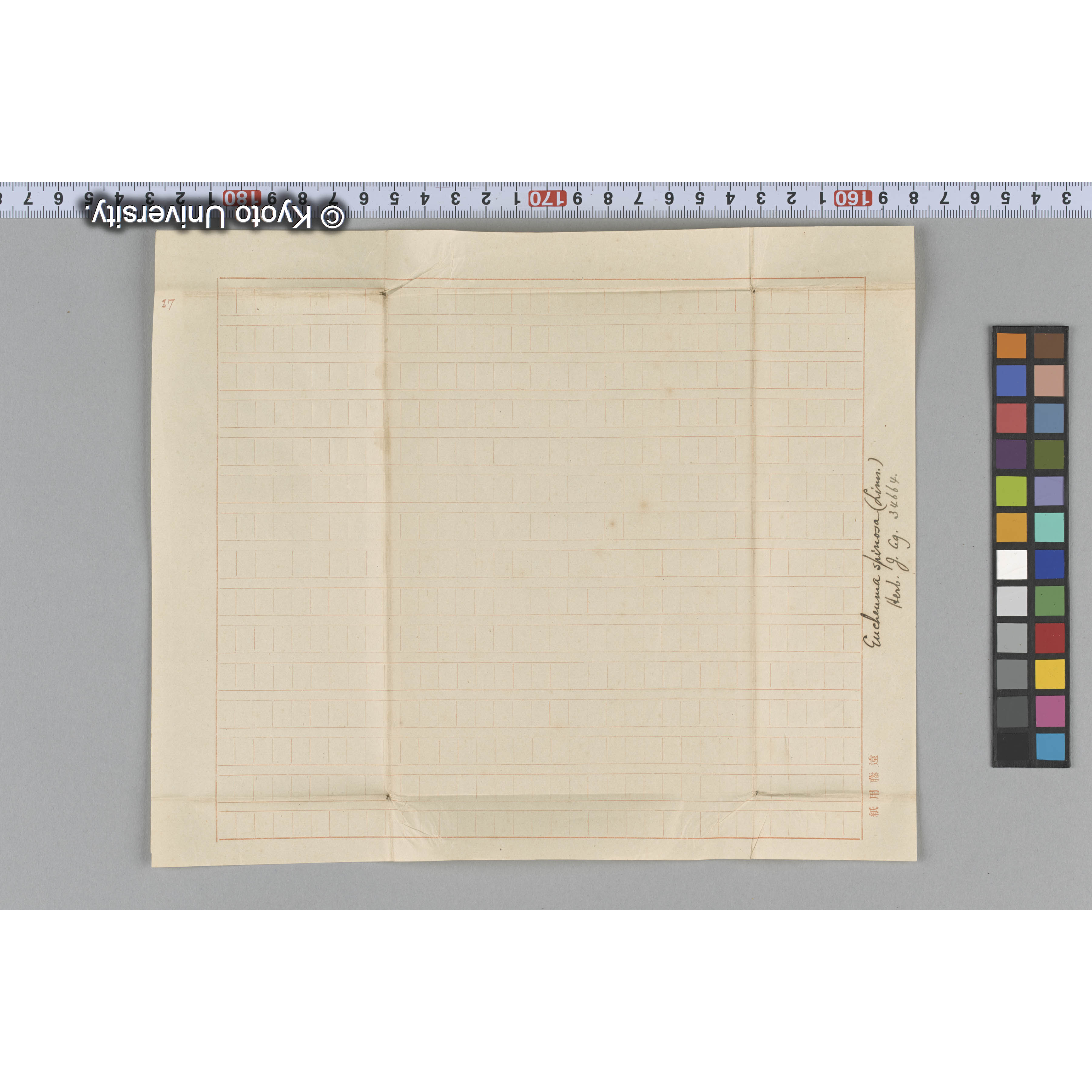 Eucheuma spinosa (Lim) / Herb. J. Ag. 34664 （写真帳番号 44） (3)