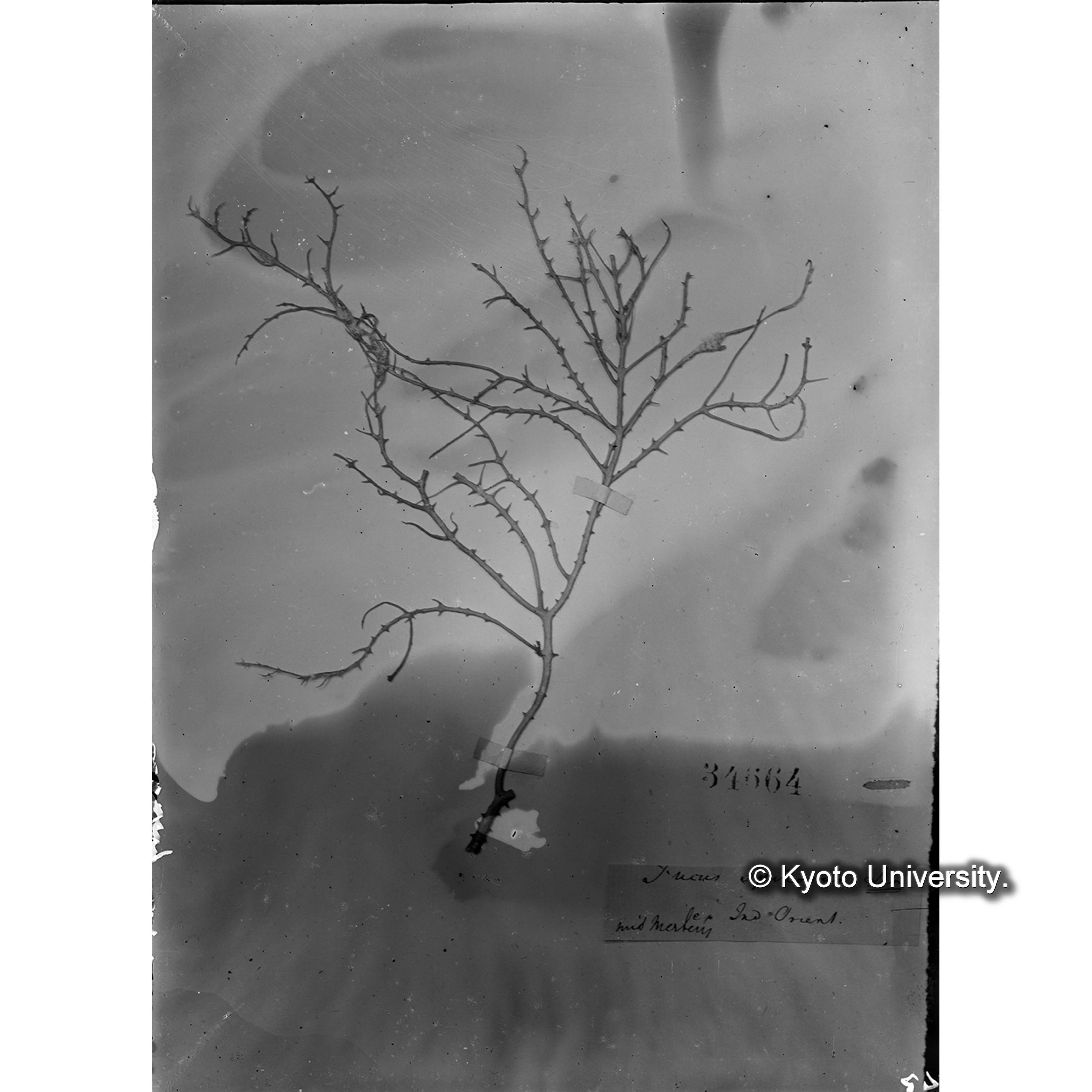 Eucheuma spinosa (Lim) / Herb. J. Ag. 34664 （写真帳番号 44） (4)