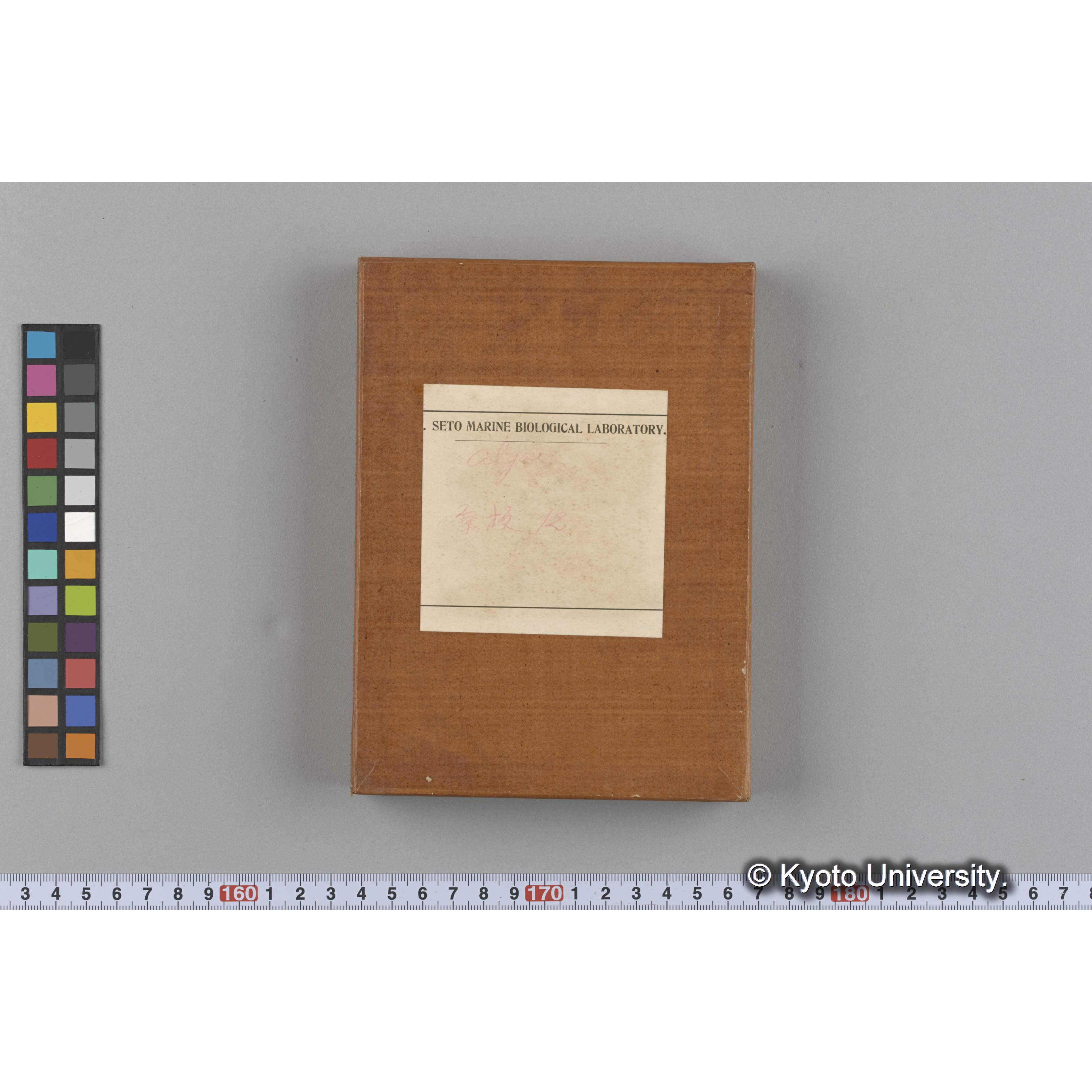 [ガラス乾板収納箱6.]algae, 原板12 (1)