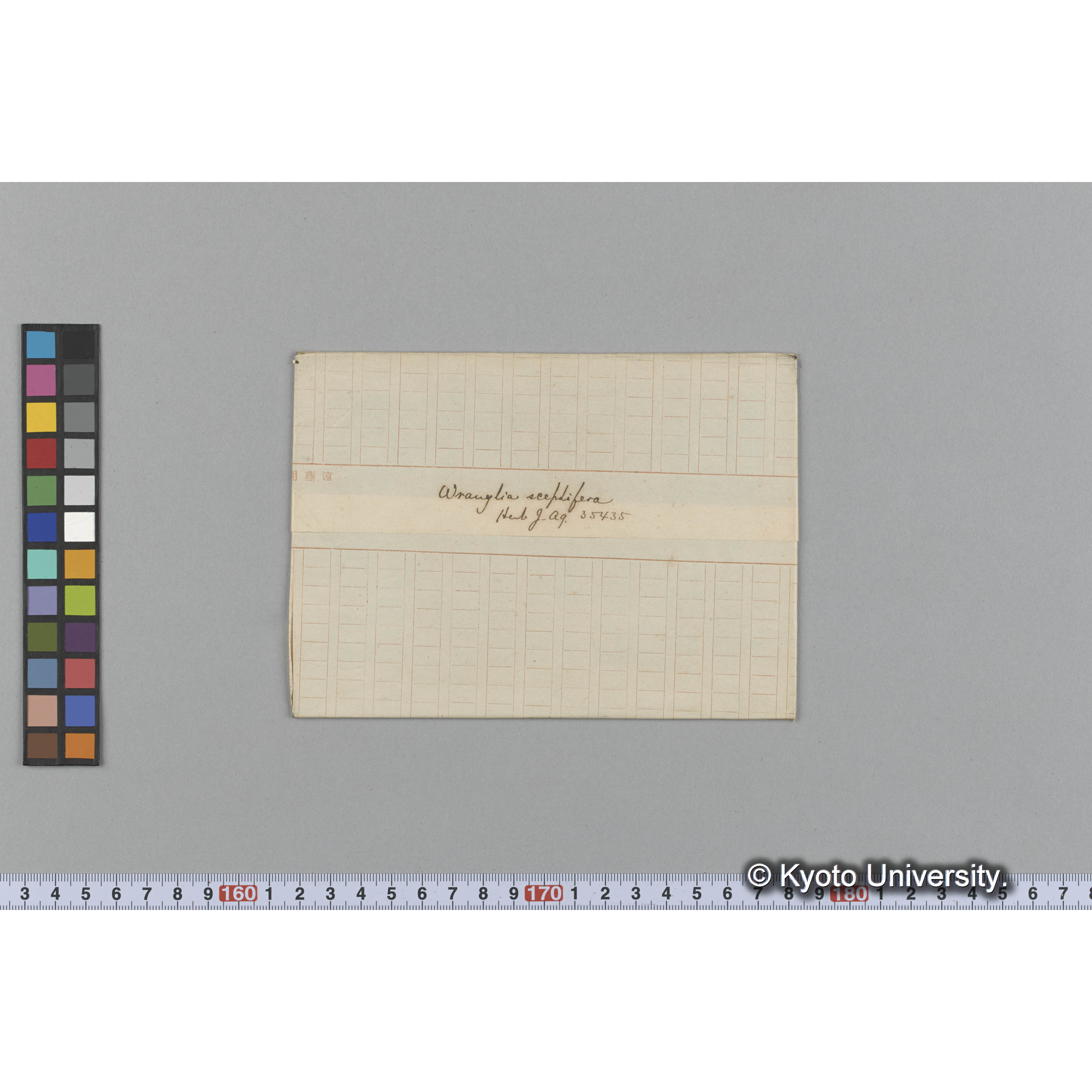 Wrangelia sceptifera Herb. J. Ag. 35435 （写真帳番号 114） (1)