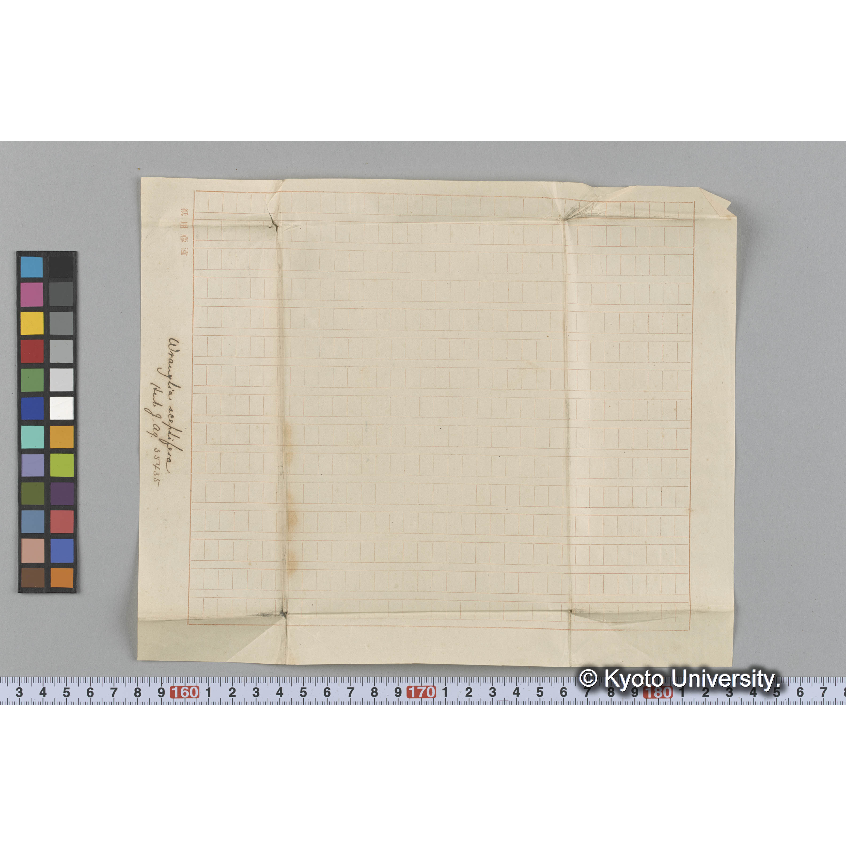 Wrangelia sceptifera Herb. J. Ag. 35435 （写真帳番号 114） (3)