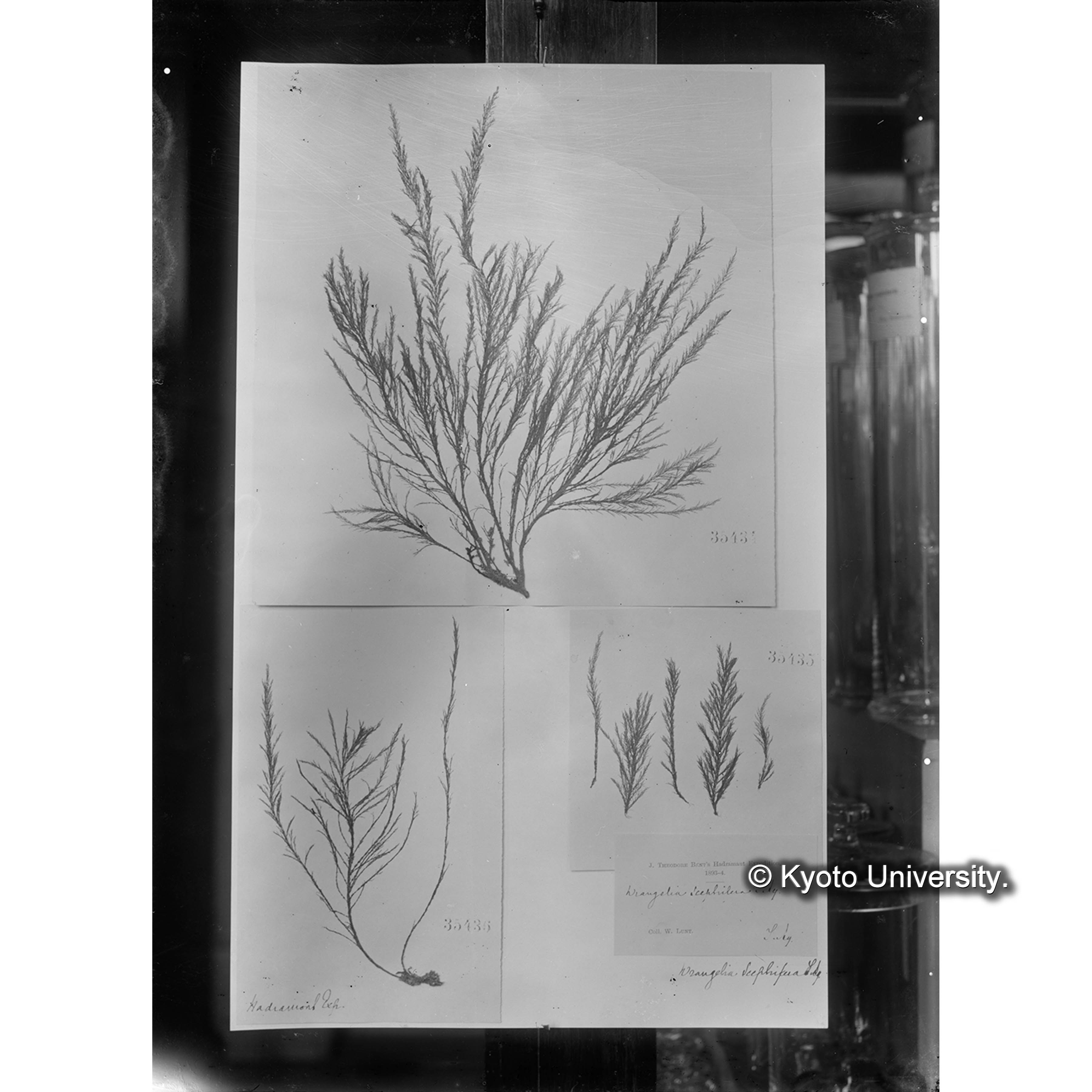 Wrangelia sceptifera Herb. J. Ag. 35435 （写真帳番号 114） (4)