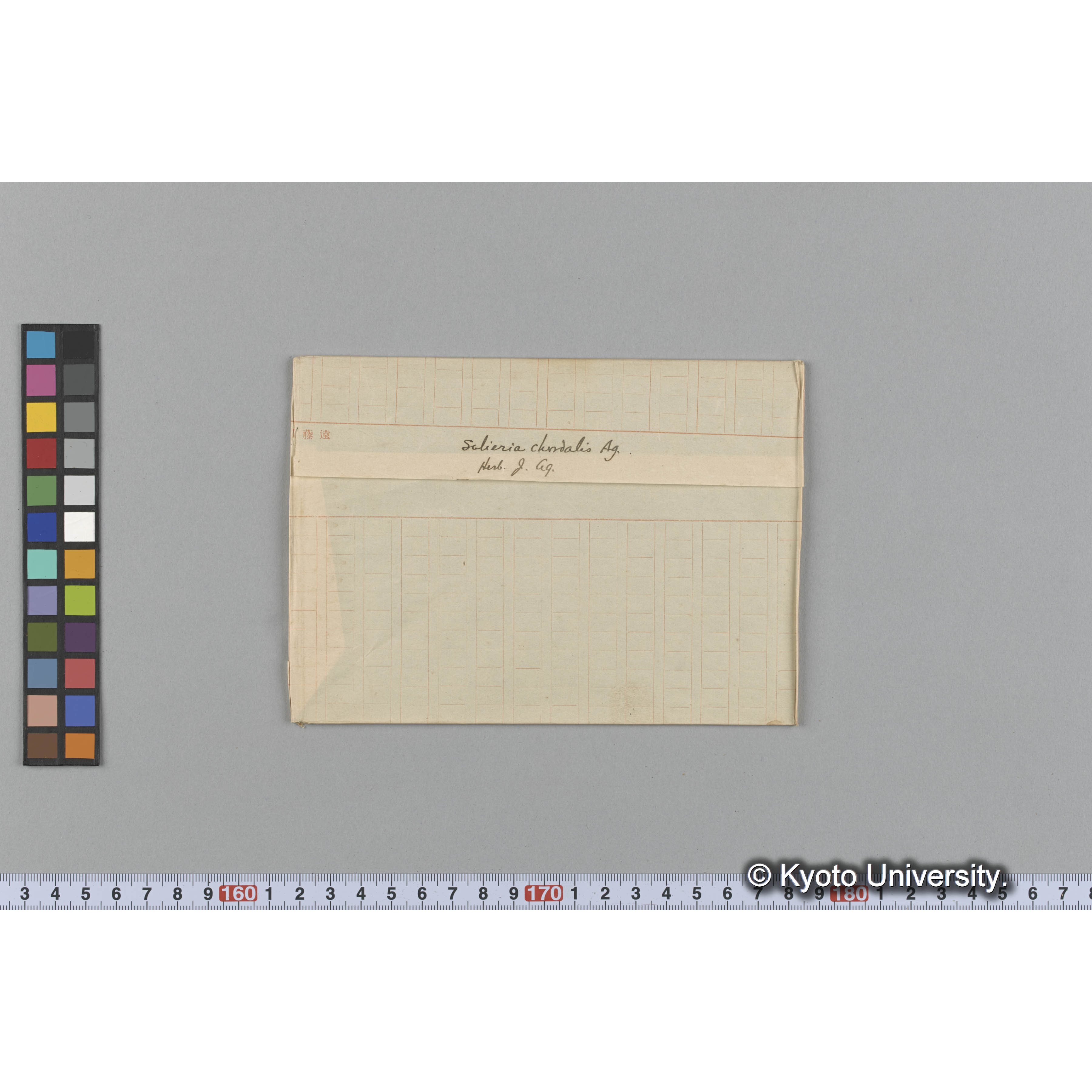 Solieria chordalis Ag. / Herb. J. Ag. （写真帳番号 107） (1)