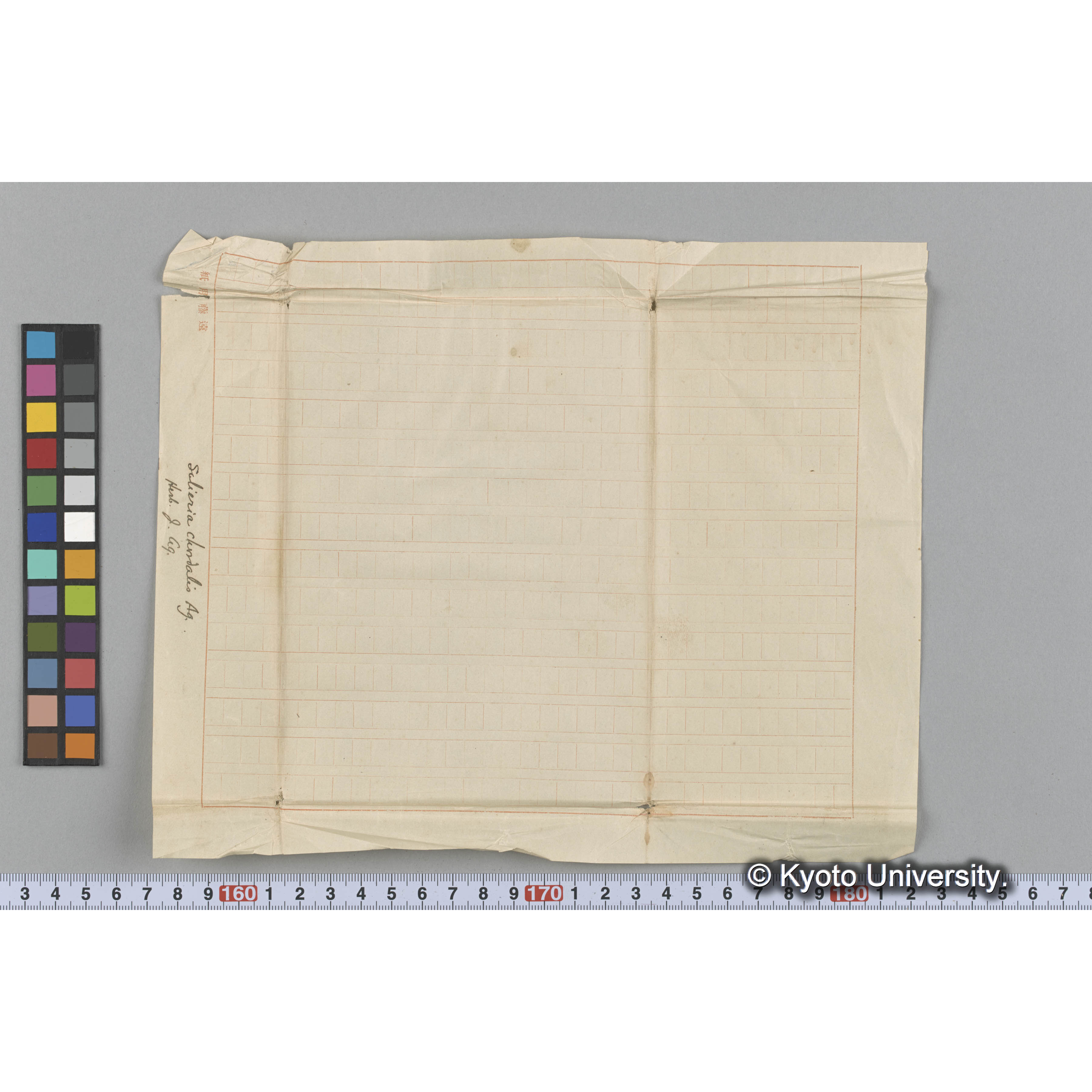 Solieria chordalis Ag. / Herb. J. Ag. （写真帳番号 107） (3)