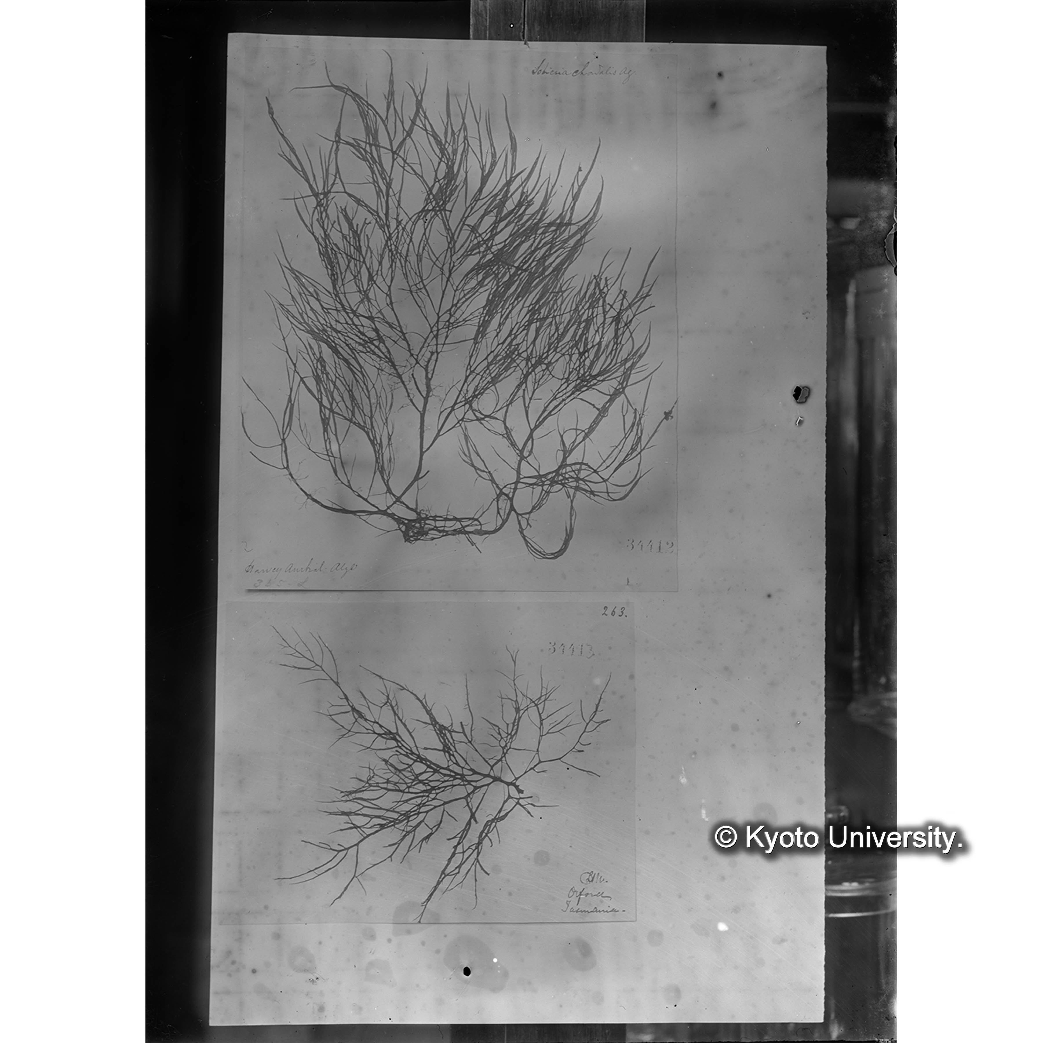 Solieria chordalis Ag. / Herb. J. Ag. （写真帳番号 107） (4)