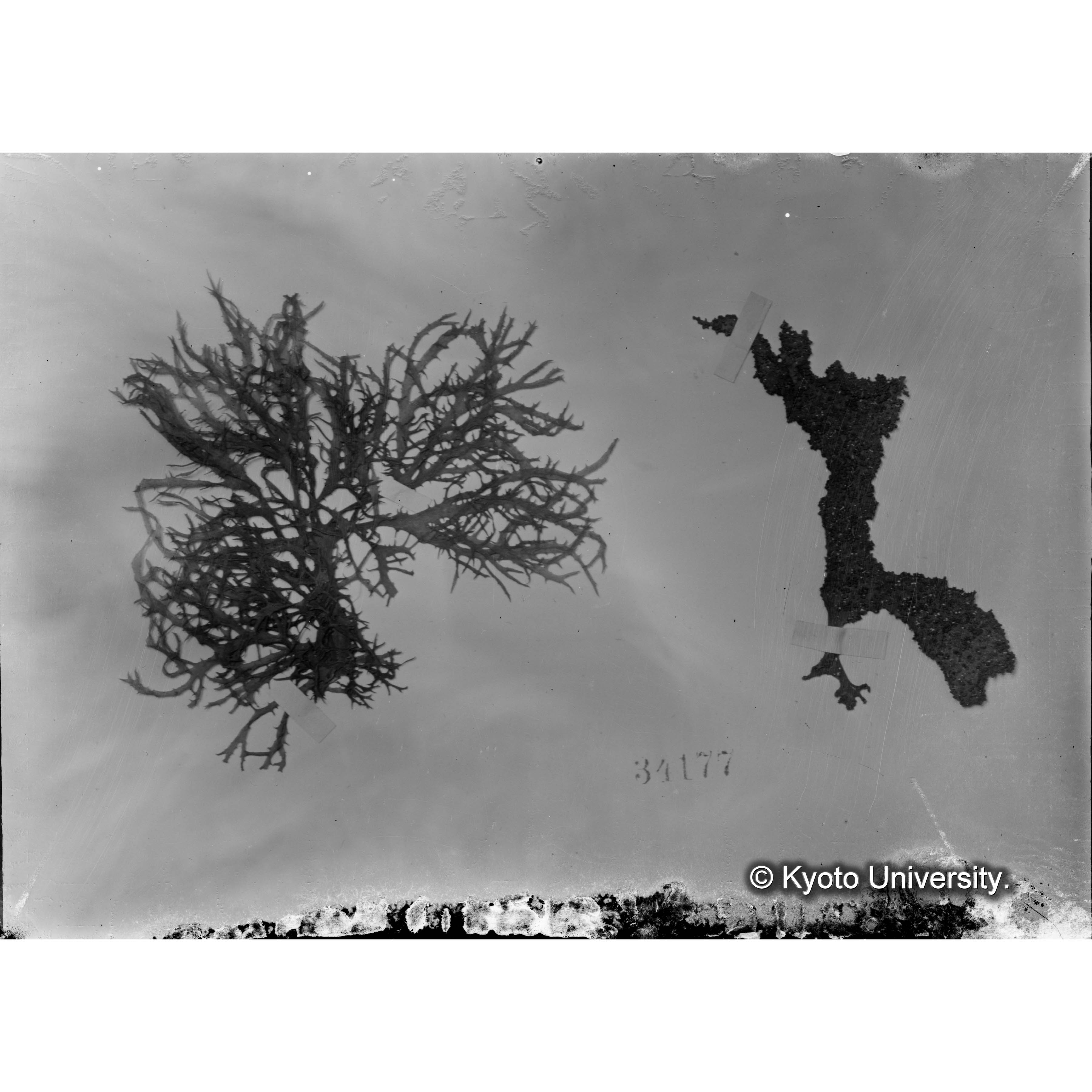 Meristotheca papulora / Herb. J. Ag. 34177. / Japan. （写真帳番号 87） (4)