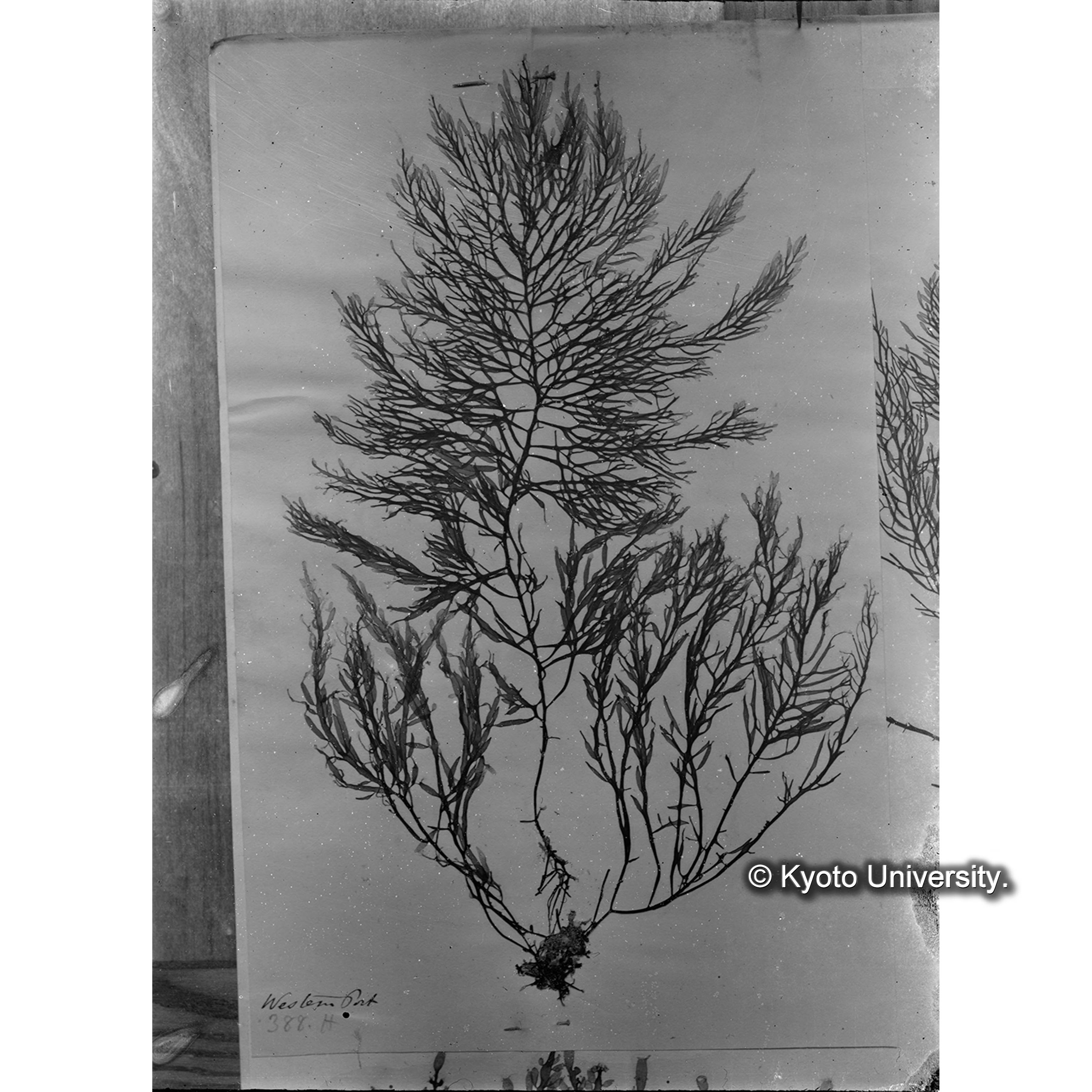 〔種名不記載〕 / Trinity College / Austr. 388H. （写真帳番号 111） (4)