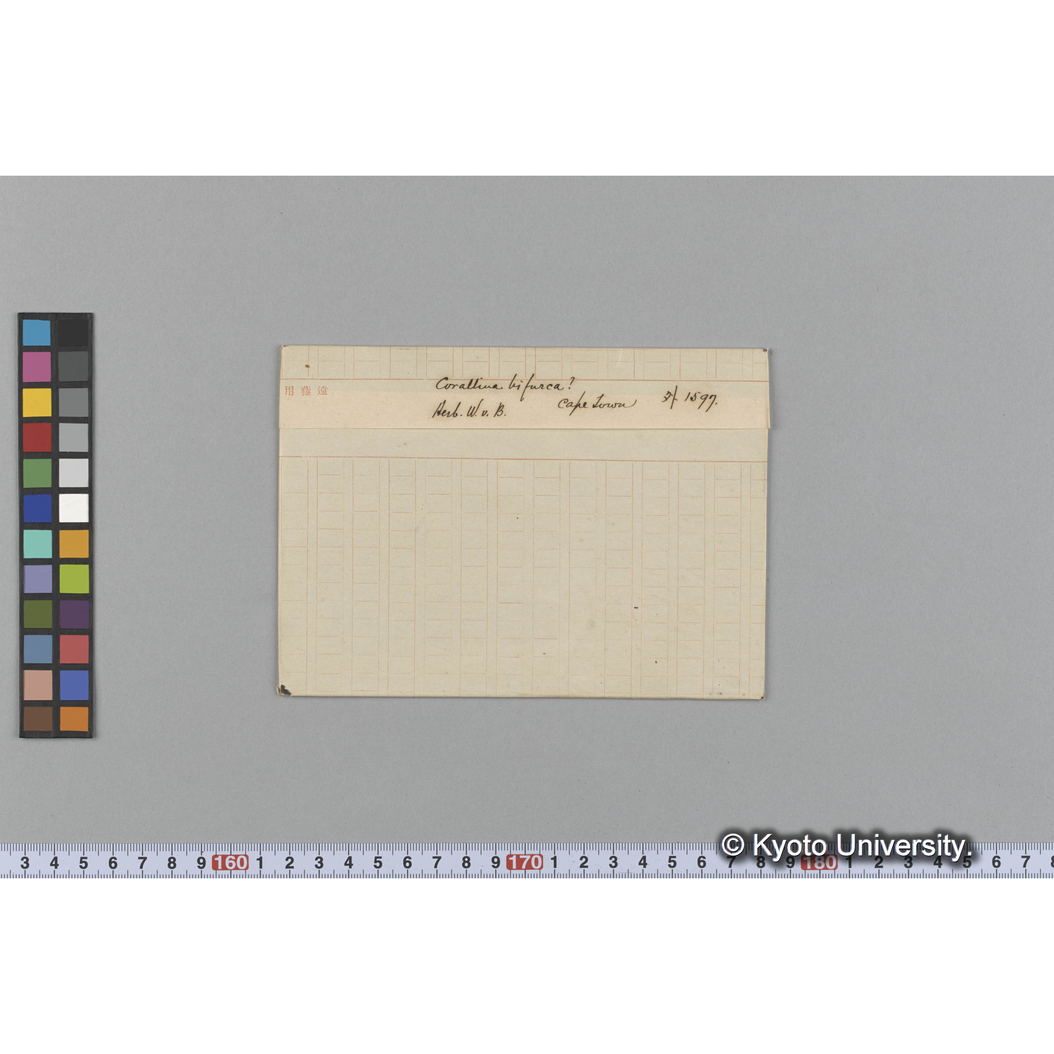 Corallina Bifurca? / Cape Town. / Herb. W. v. B. / 外. 1597 （写真帳番号 34） (1)