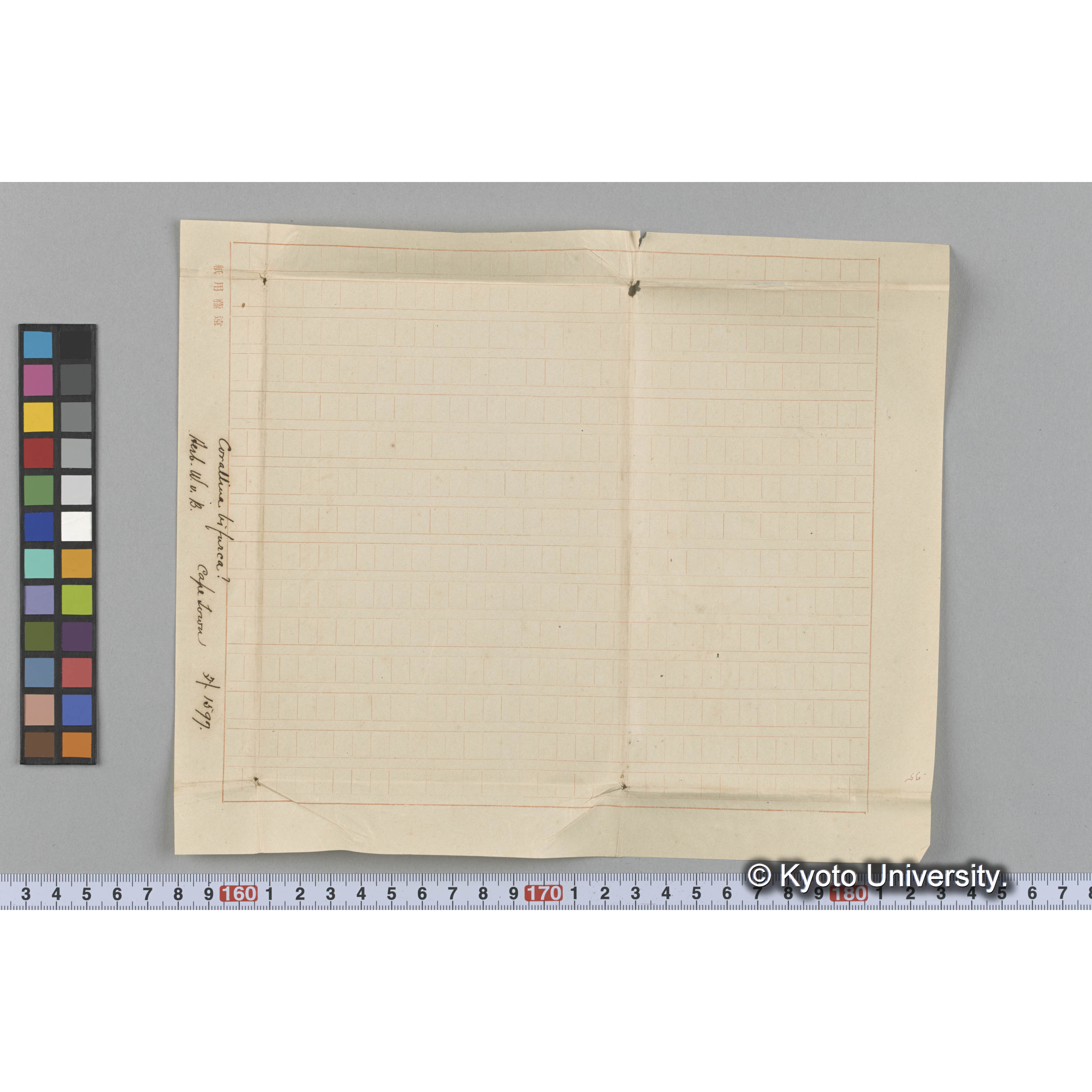 Corallina Bifurca? / Cape Town. / Herb. W. v. B. / 外. 1597 （写真帳番号 34） (3)