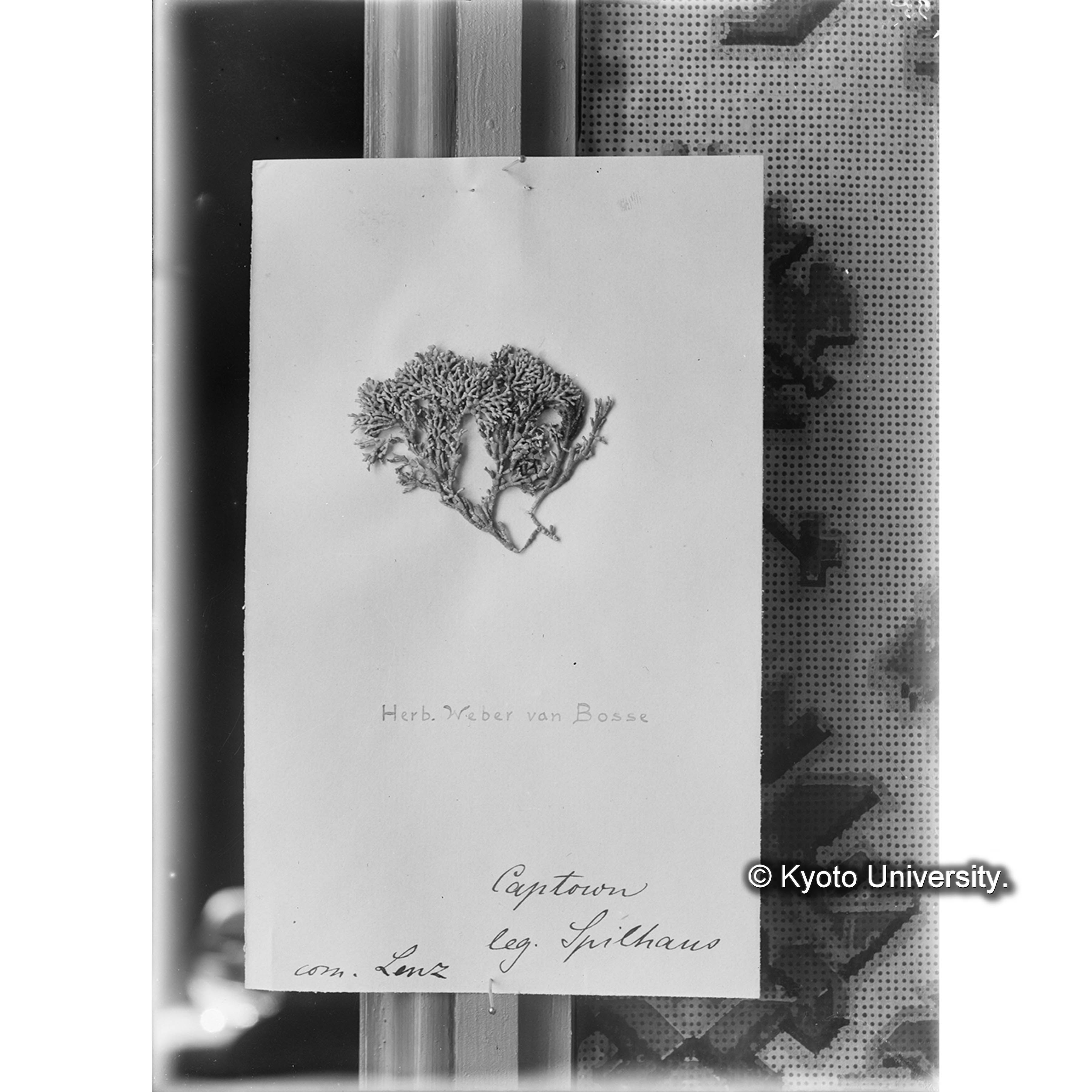 Corallina Bifurca? / Cape Town. / Herb. W. v. B. / 外. 1597 （写真帳番号 34） (4)