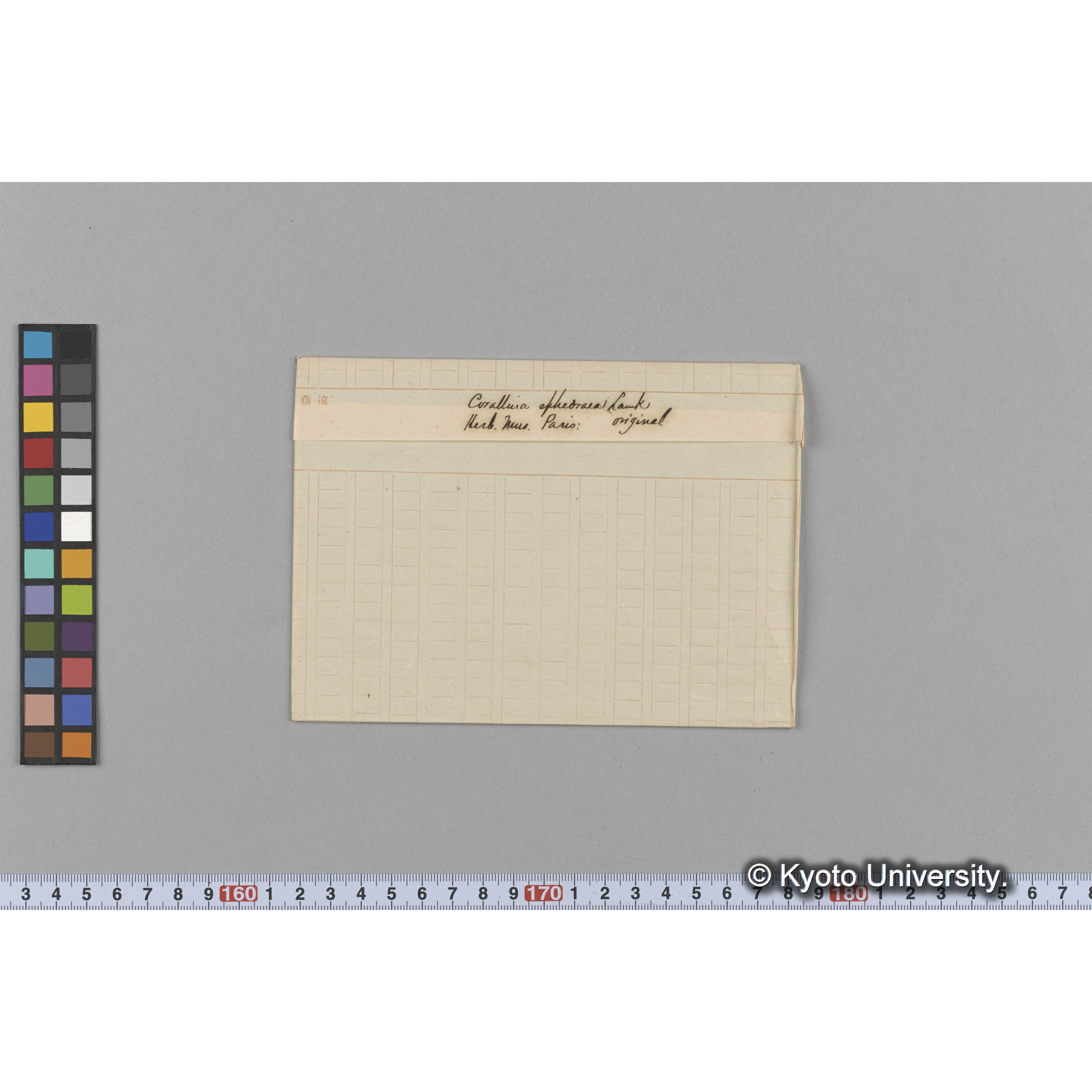Corallina ephedraea Lamk / Herb. Mus / Paris / Original （写真帳番号 36） (1)