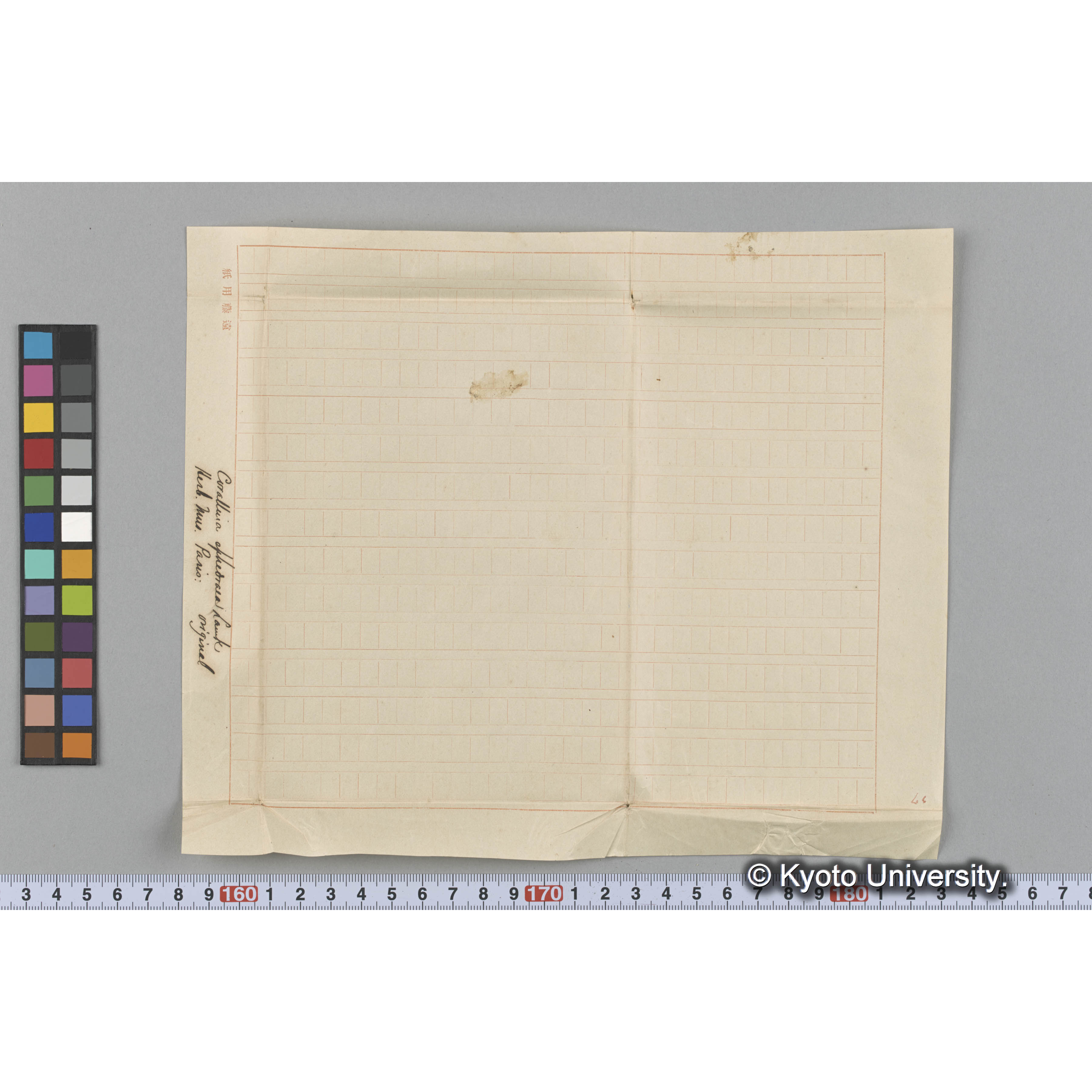 Corallina ephedraea Lamk / Herb. Mus / Paris / Original （写真帳番号 36） (3)