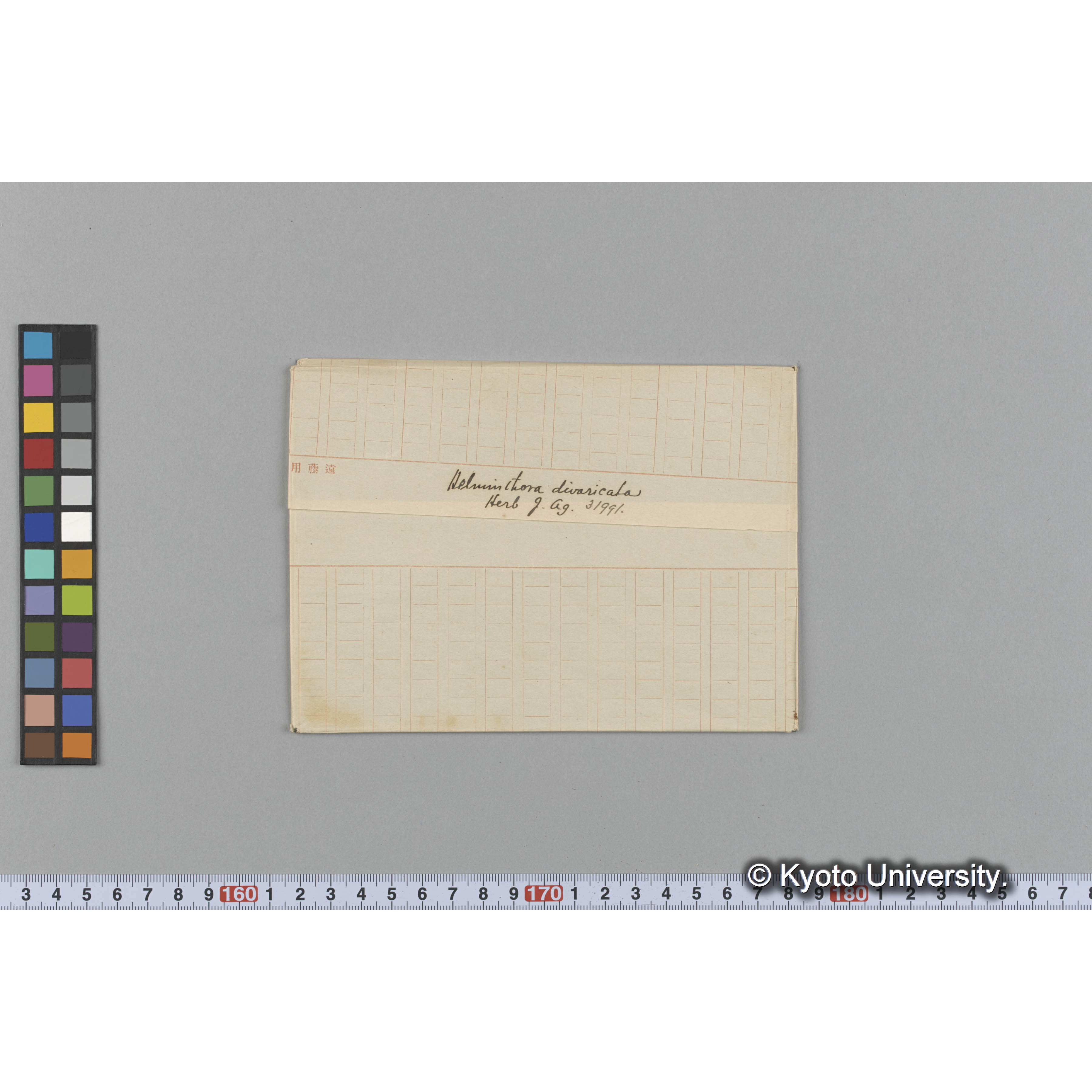 Helminthora divaricata / Herb. J. Ag. 31991. （写真帳番号 66） (1)