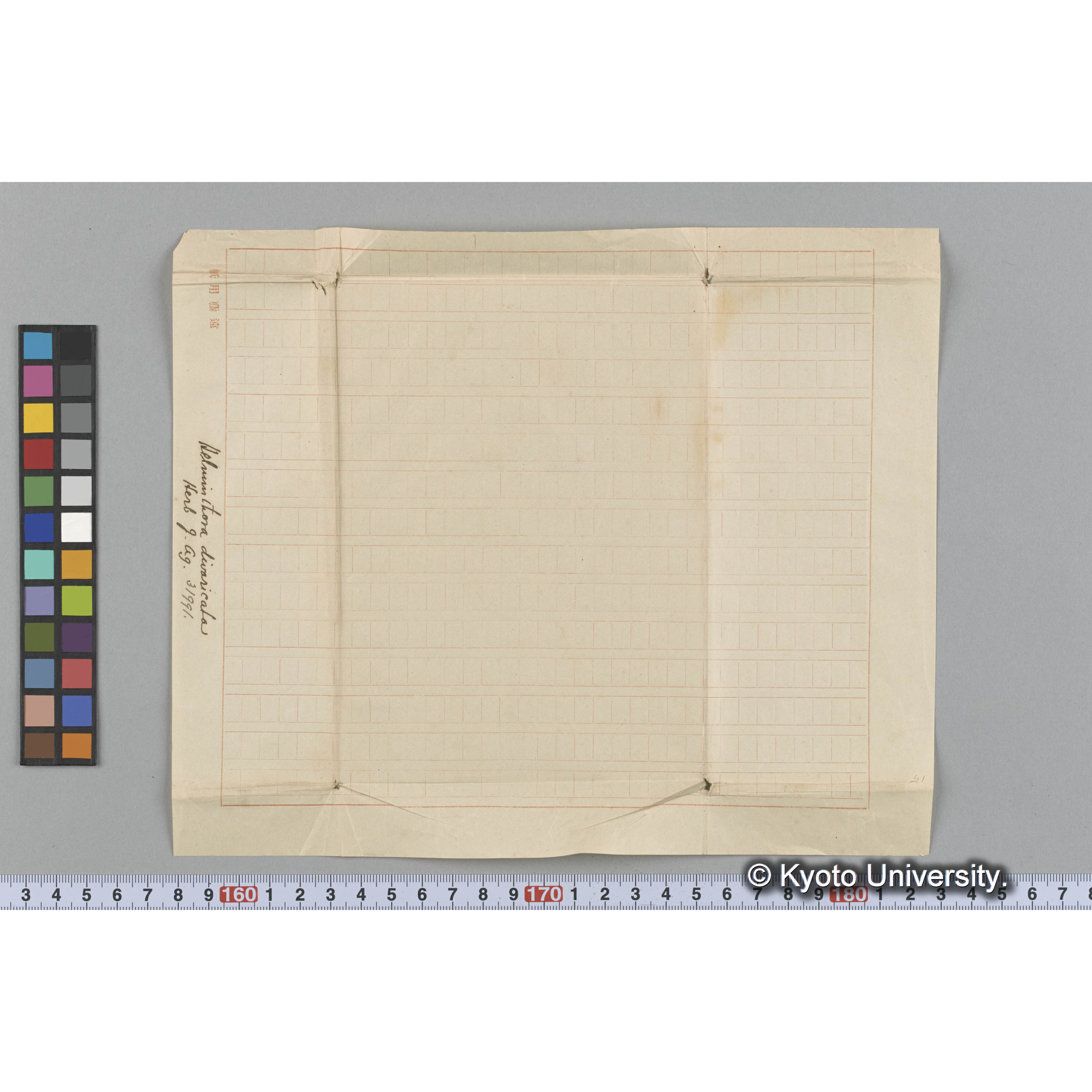 Helminthora divaricata / Herb. J. Ag. 31991. （写真帳番号 66） (3)