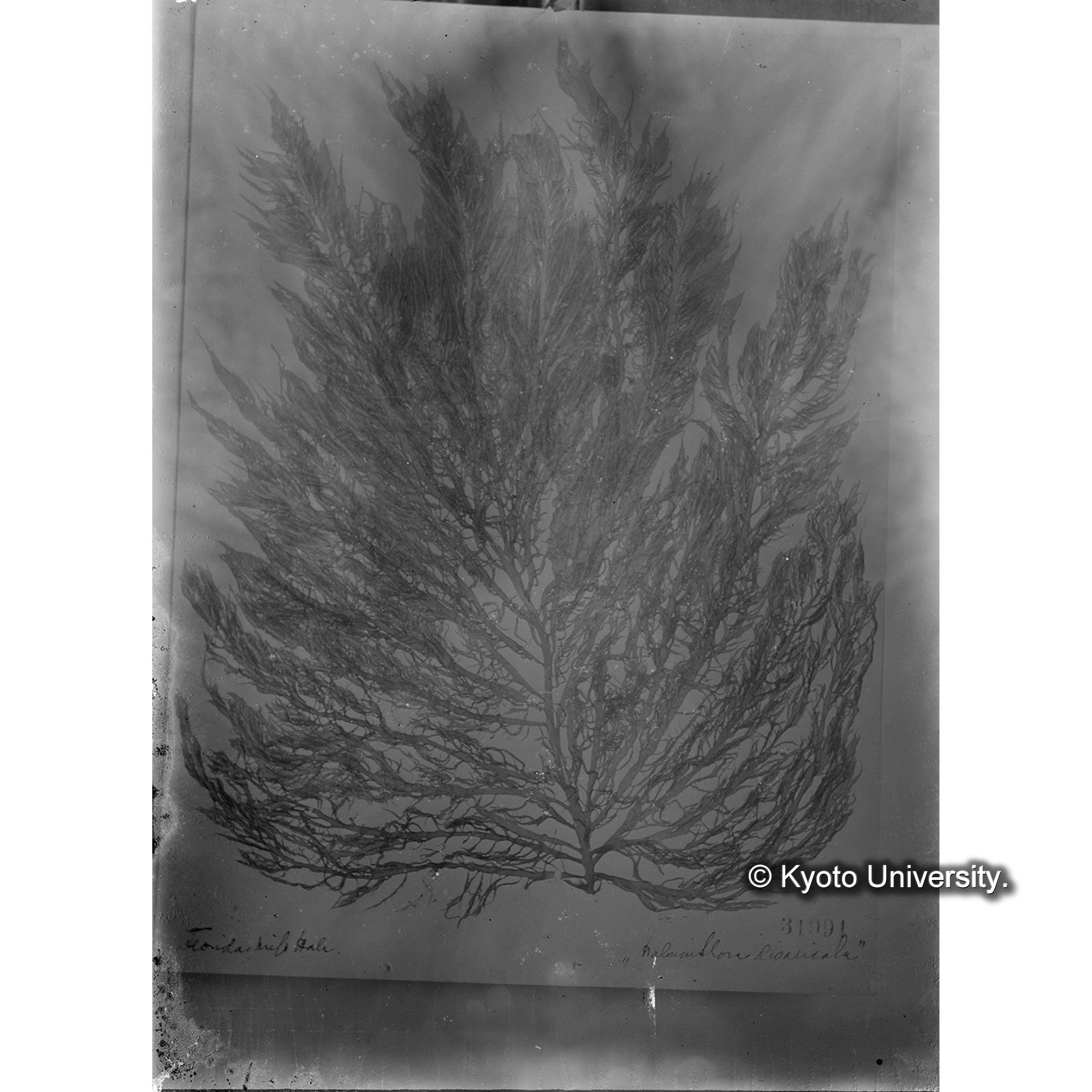 Helminthora divaricata / Herb. J. Ag. 31991. （写真帳番号 66） (4)