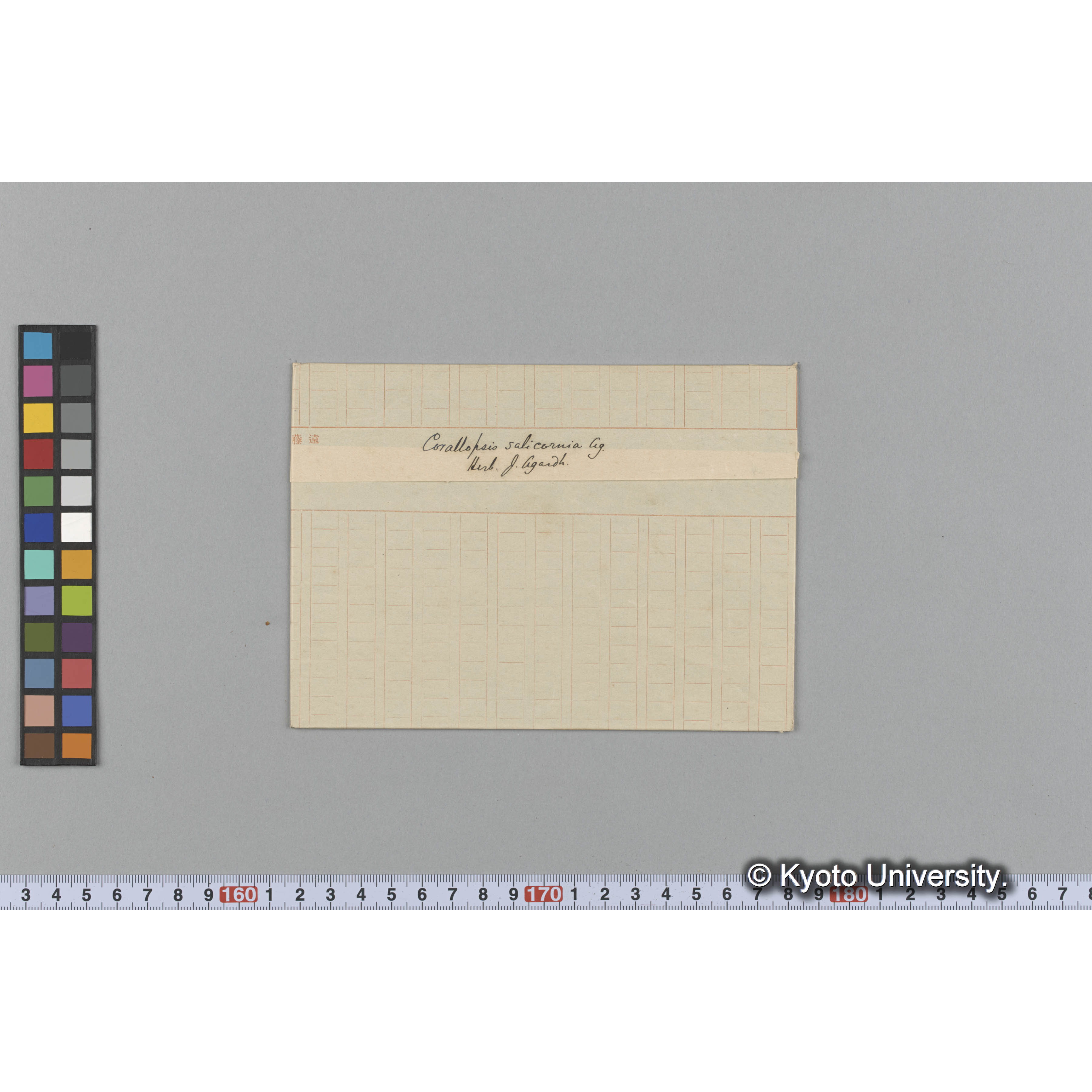 Corallopsis salicornia Ag. / Herb. J. Agardh. （写真帳番号 37） (1)