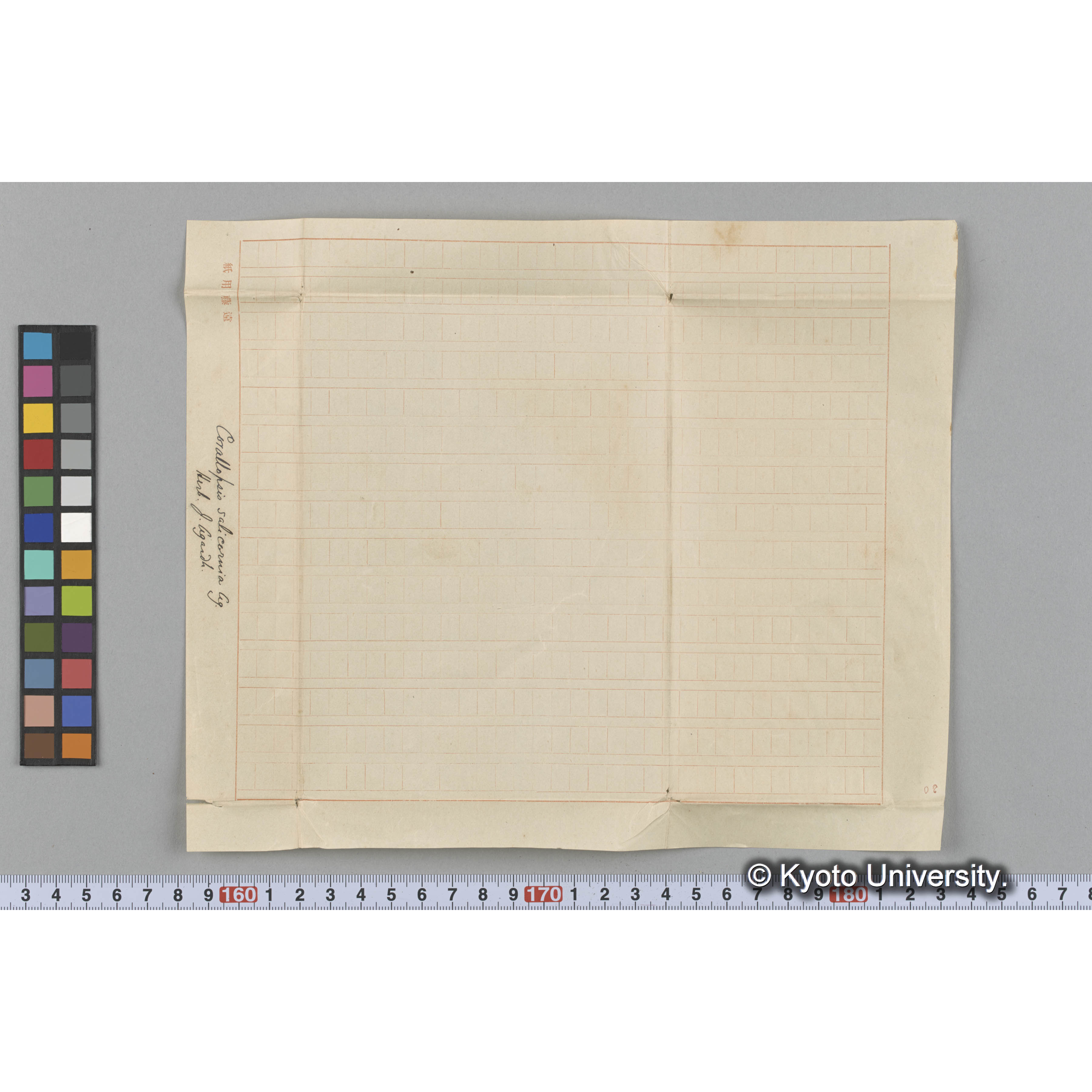 Corallopsis salicornia Ag. / Herb. J. Agardh. （写真帳番号 37） (3)