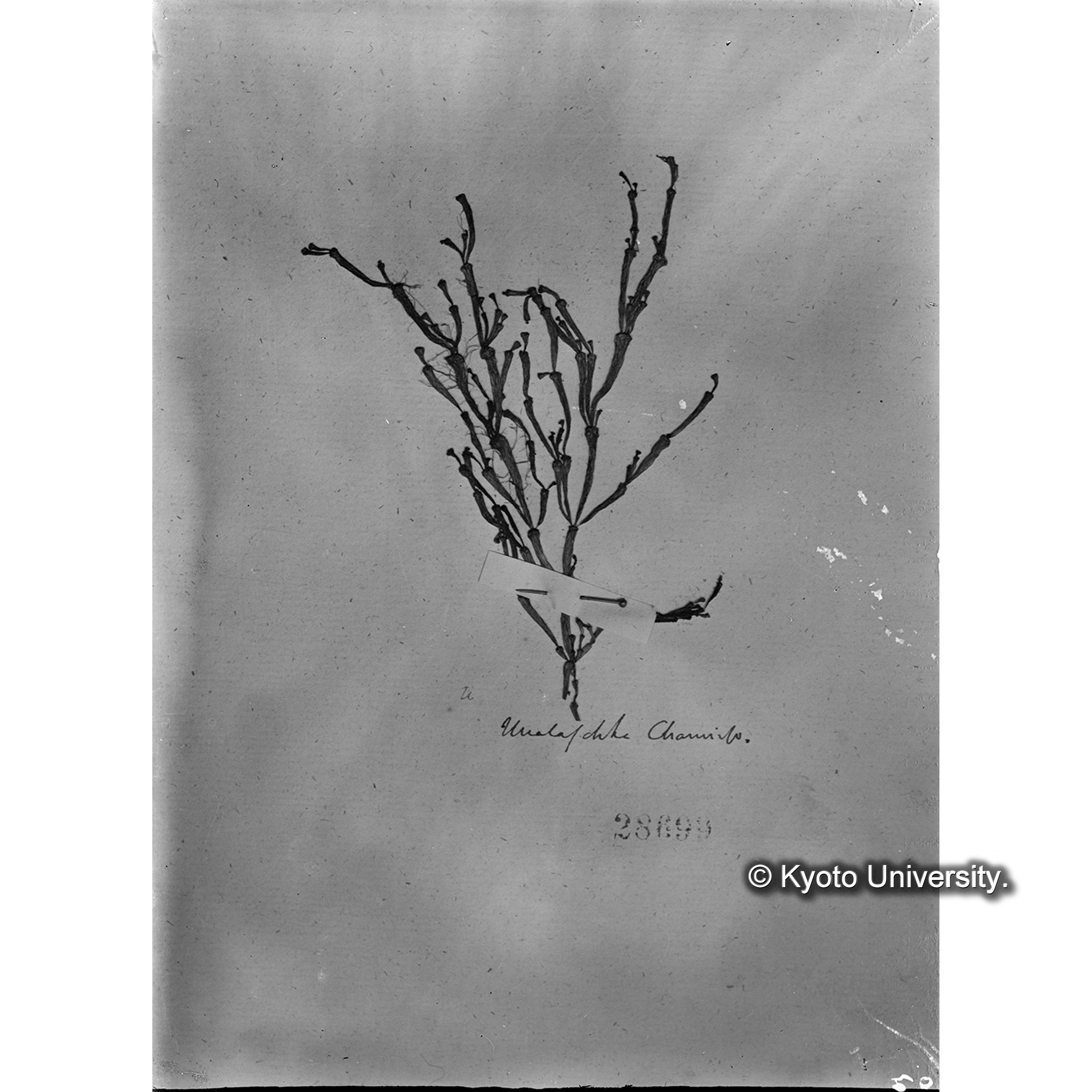 Corallopsis salicornia Ag. / Herb. J. Agardh. （写真帳番号 37） (4)