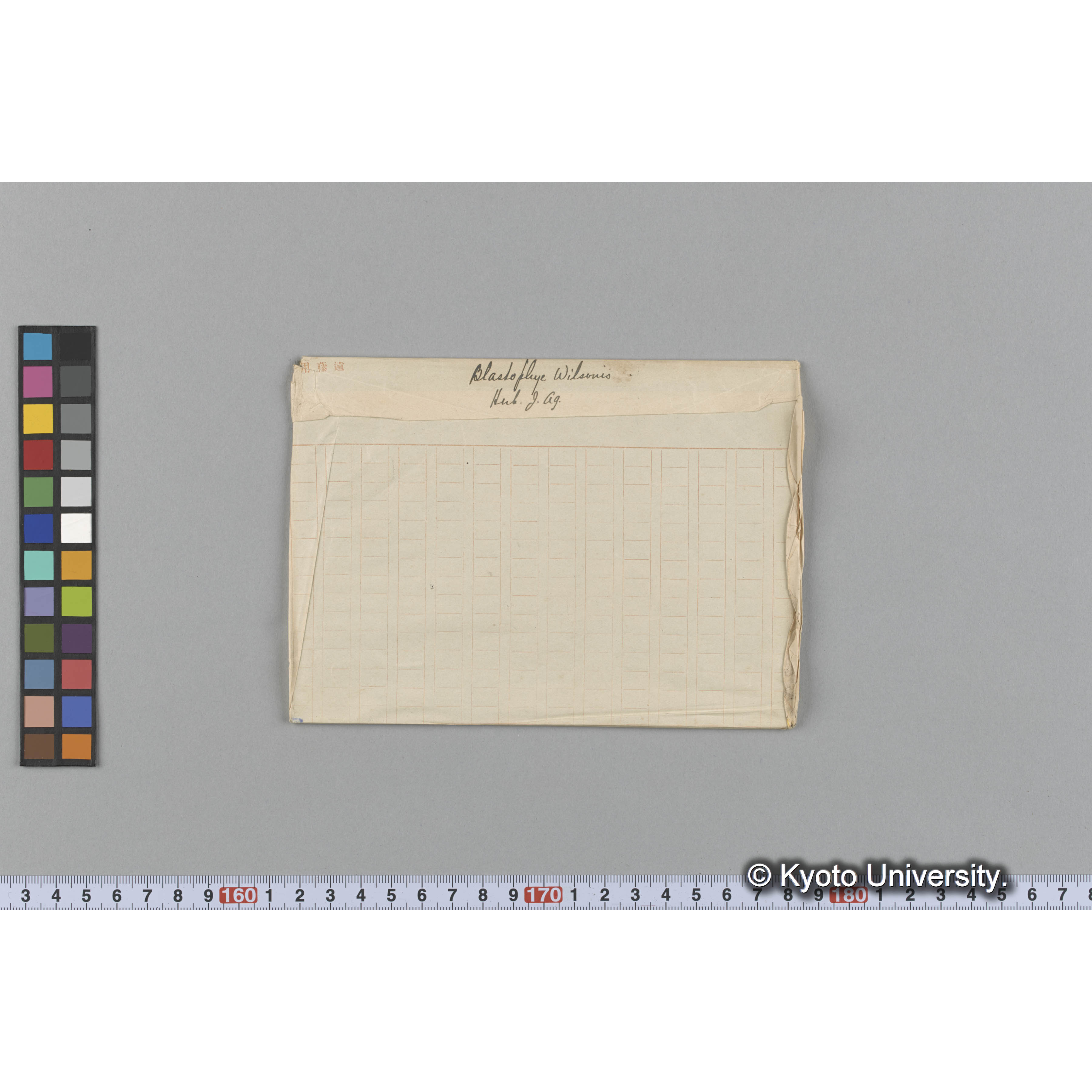 Blastophye Wilsoni Herb. J. Ag. （写真帳番号 13） (1)