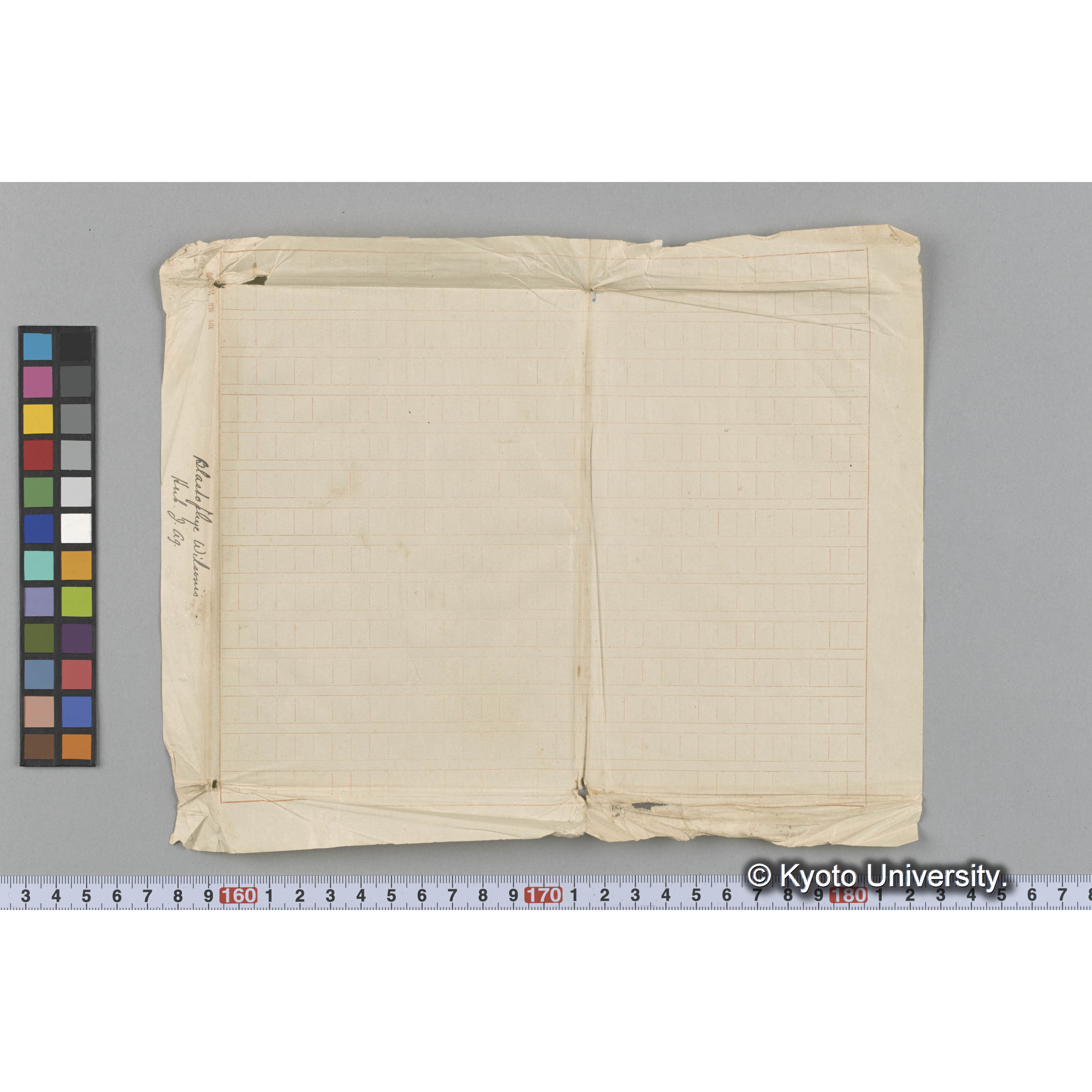 Blastophye Wilsoni Herb. J. Ag. （写真帳番号 13） (3)